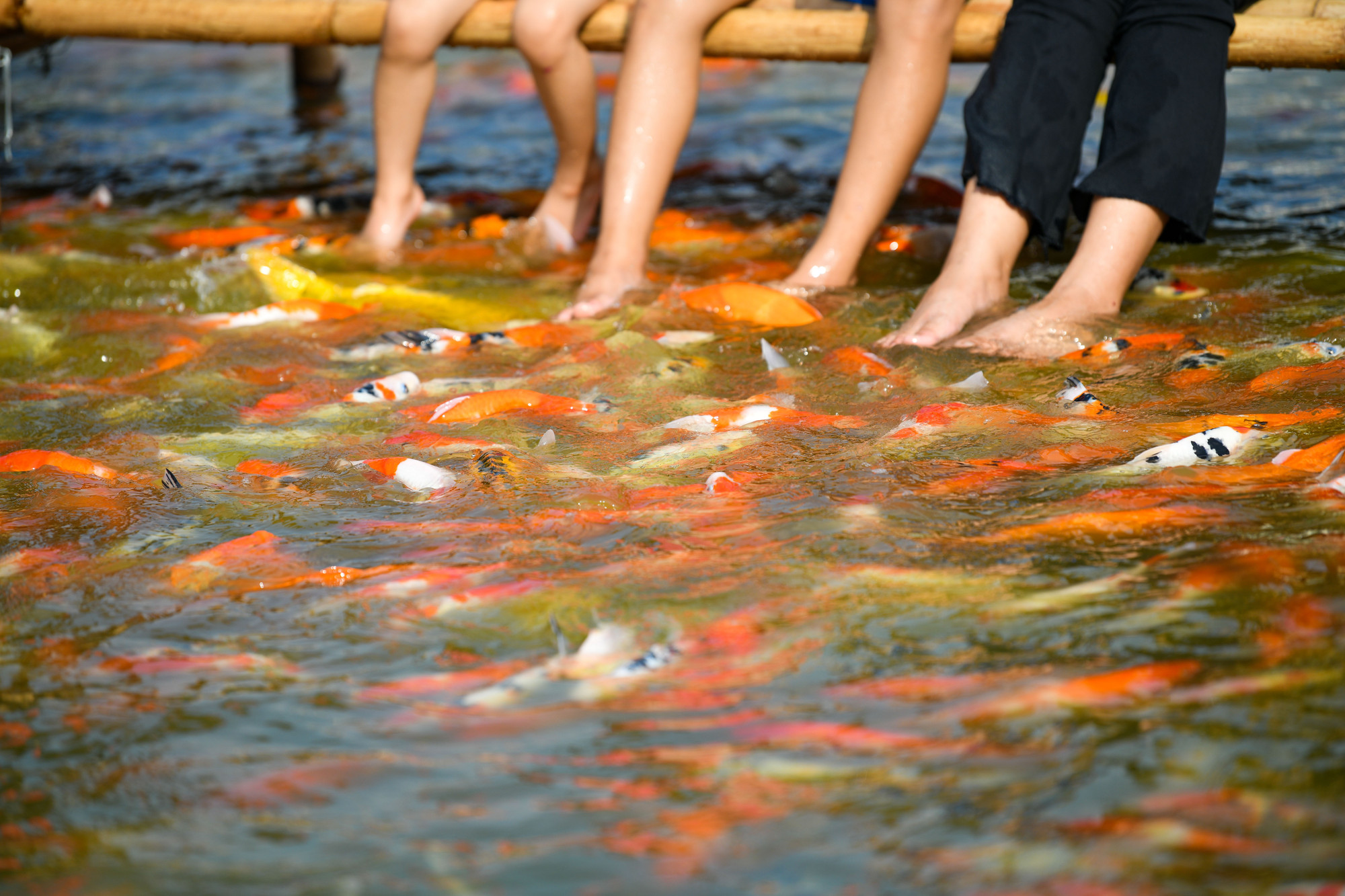 Đặc biệt, mỗi khi được cho ăn, hơn 12.000 chú cá koi với nhiều sắc màu rực rỡ tạo nên khung cảnh đẹp mắt, ấn tượng khiến người xem thích thú.