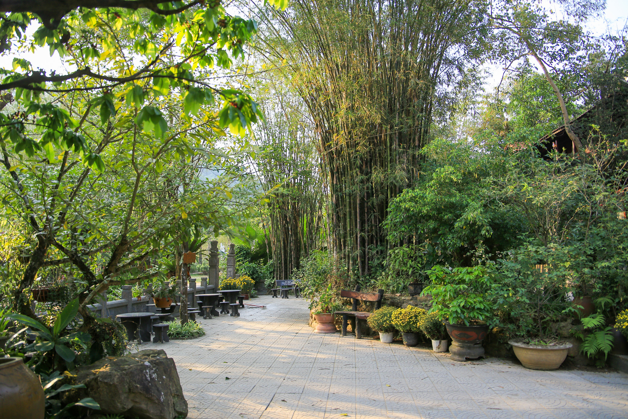 Theo tìm hiểu, nhà chùa tự ươm trồng 20ha keo lá tràm, keo tai tượng, keo lai và khoảng 5 – 7ha là giữ lại cây rừng tự nhiên rất phong phú chủng loại. Nhiều dáng cây và nhiều sắc lá đan xen khá ngoạn mục. Theo tìm hiểu, nhà chùa tự ươm trồng 20ha keo lá tràm, keo tai tượng, keo lai và khoảng 5 – 7ha là giữ lại cây rừng tự nhiên rất phong phú chủng loại. Nhiều dáng cây và nhiều sắc lá đan xen khá ngoạn mục.