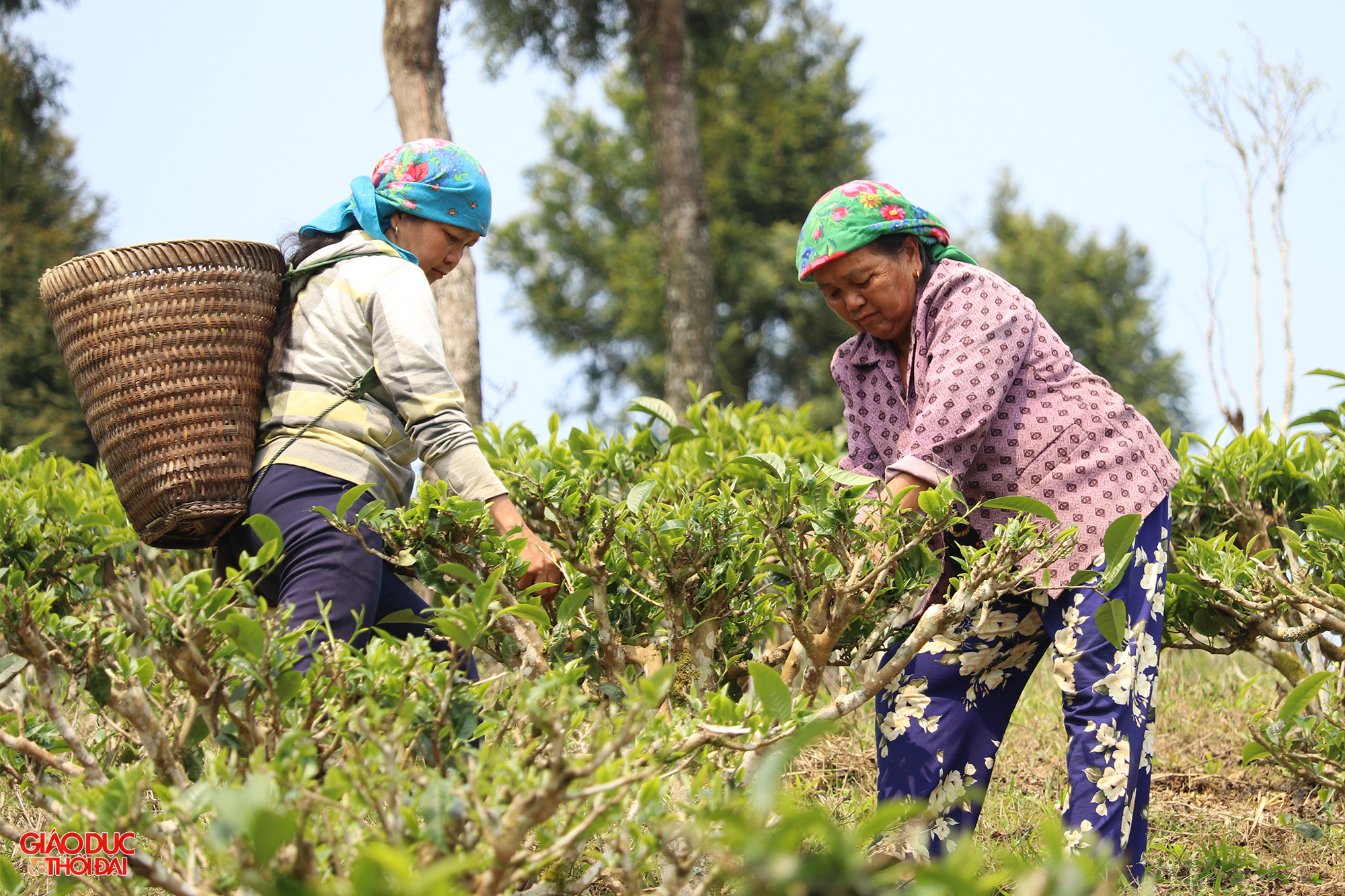 Mùa thu hoạch chè Shan ở Kỳ Sơn kéo dài từ tháng 3 đến tháng 12 Dương lịch. Ảnh: Phạm Tâm. Mùa thu hoạch chè Shan ở Kỳ Sơn kéo dài từ tháng 3 đến tháng 12 Dương lịch. Ảnh: Phạm Tâm.