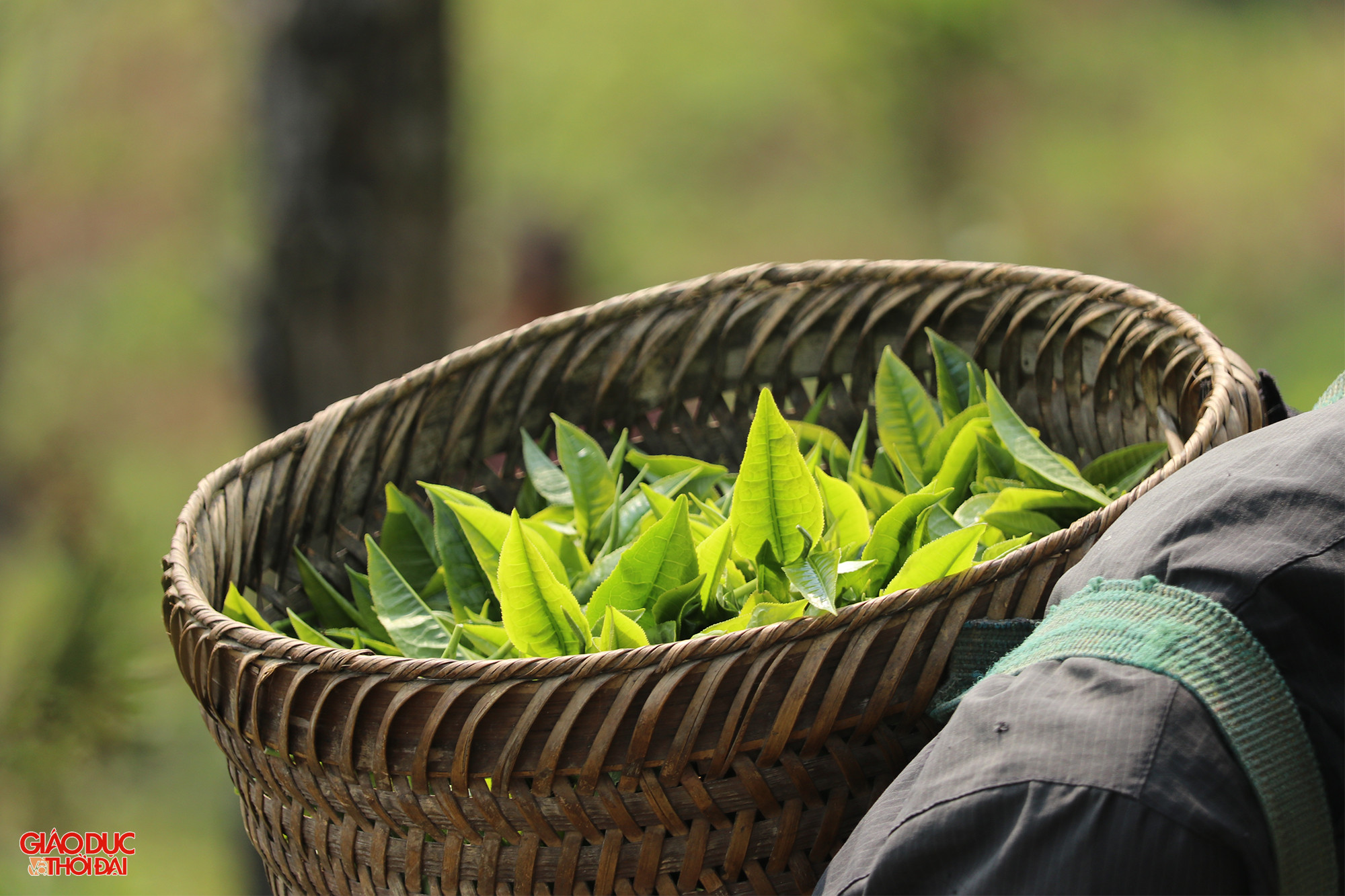Cây chè ngày càng đóng vai trò quan trọng giúp người Mông ở Kỳ Sơn thoát nghèo, phát triển kinh tế. Ảnh: Phạm Tâm. Cây chè ngày càng đóng vai trò quan trọng giúp người Mông ở Kỳ Sơn thoát nghèo, phát triển kinh tế. Ảnh: Phạm Tâm.