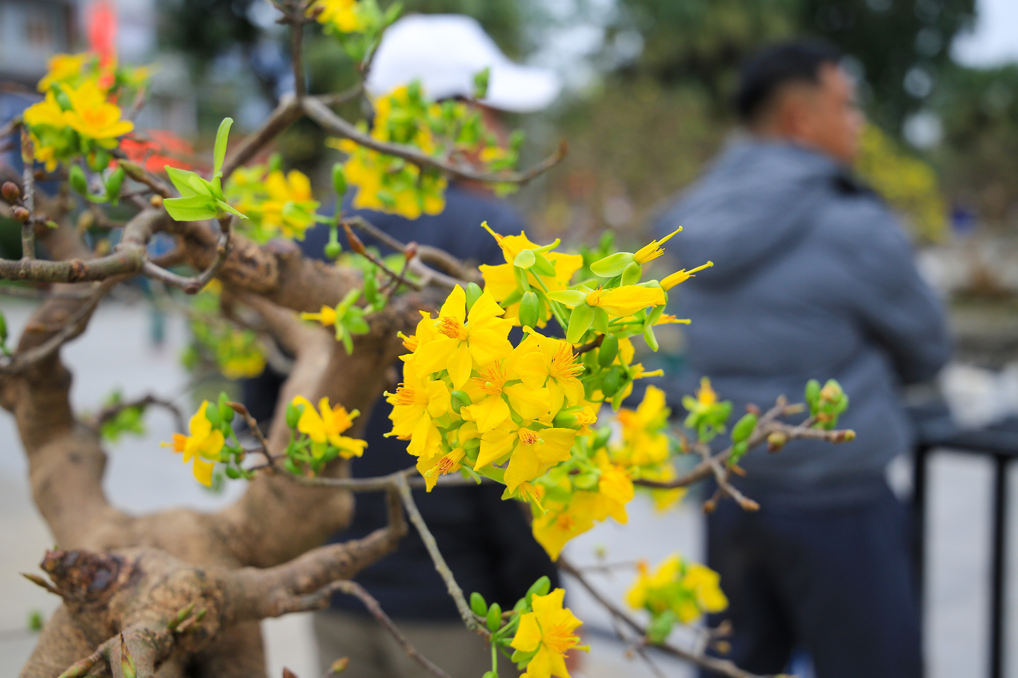 Hoa mai nở rực rỡ, dấu hiệu của Tết đến, Xuân về.