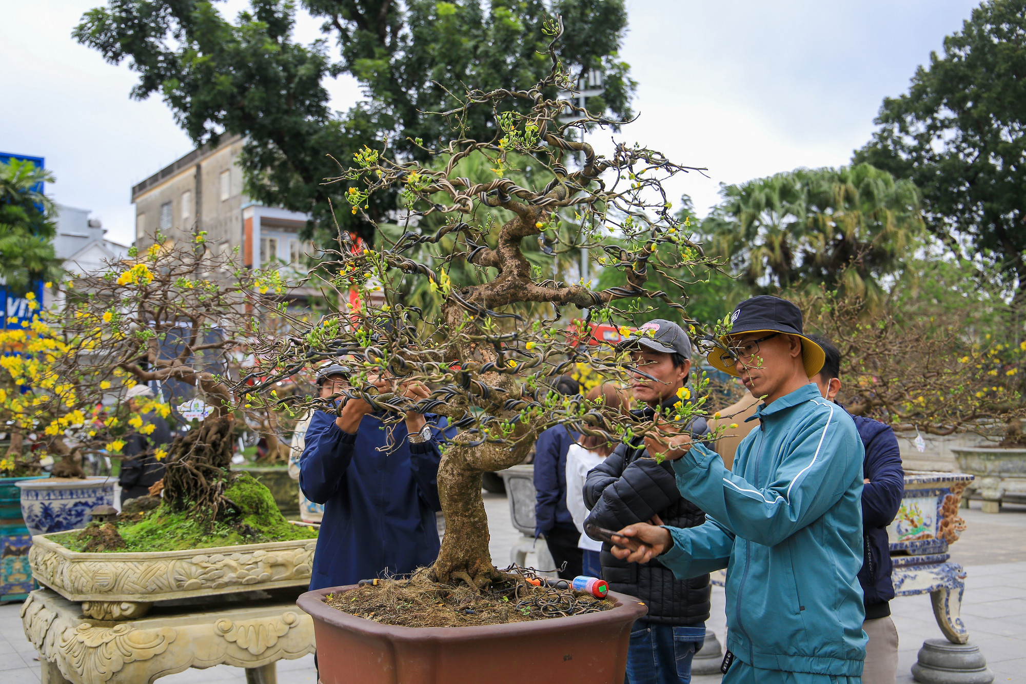Những người thợ chăm chút cắt tỉa cành và uốn mai.