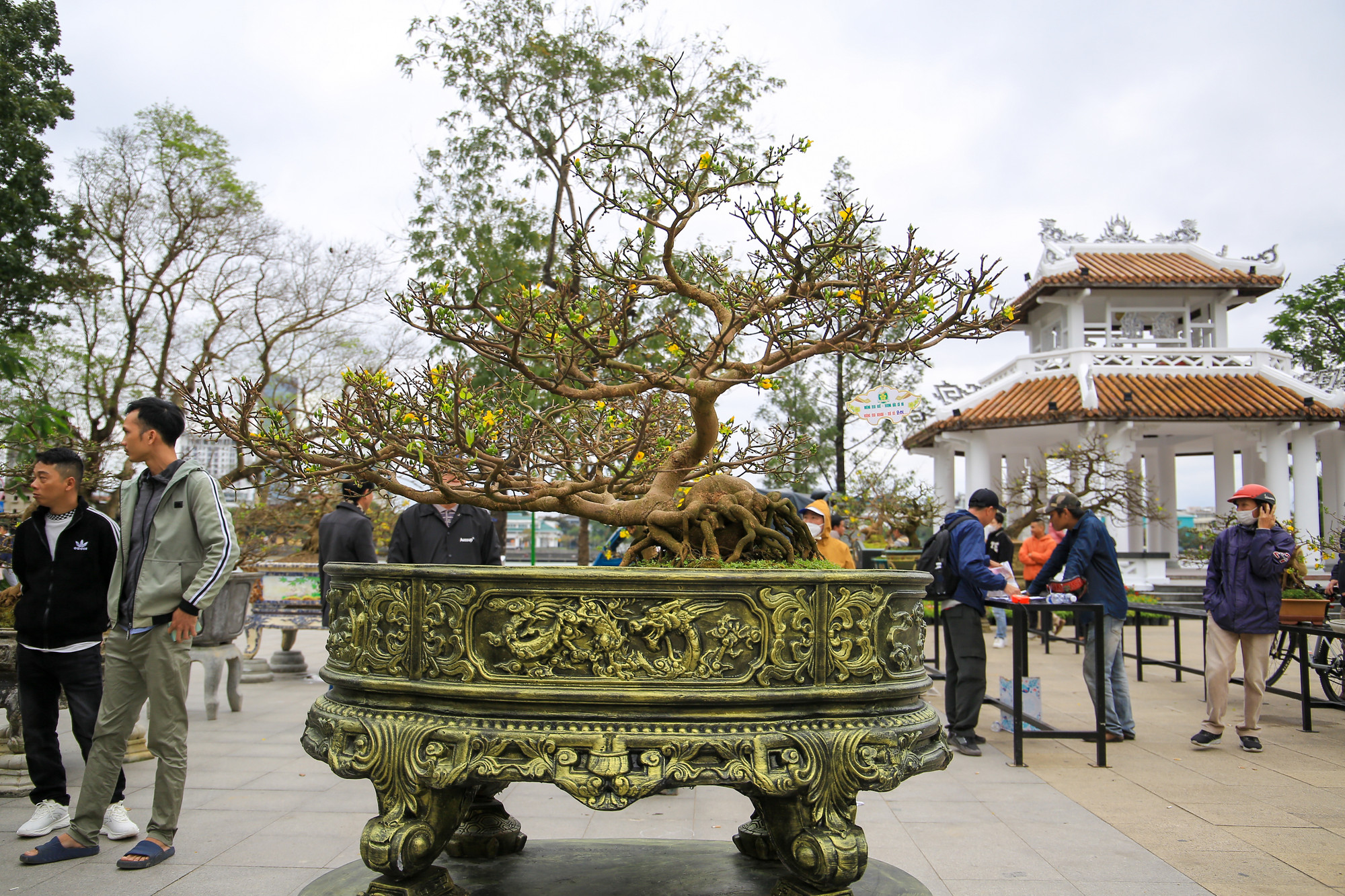 Hoàng mai Huế (mai vàng) là loài hoa nổi tiếng và phổ biến trong đời sống thường ngày.