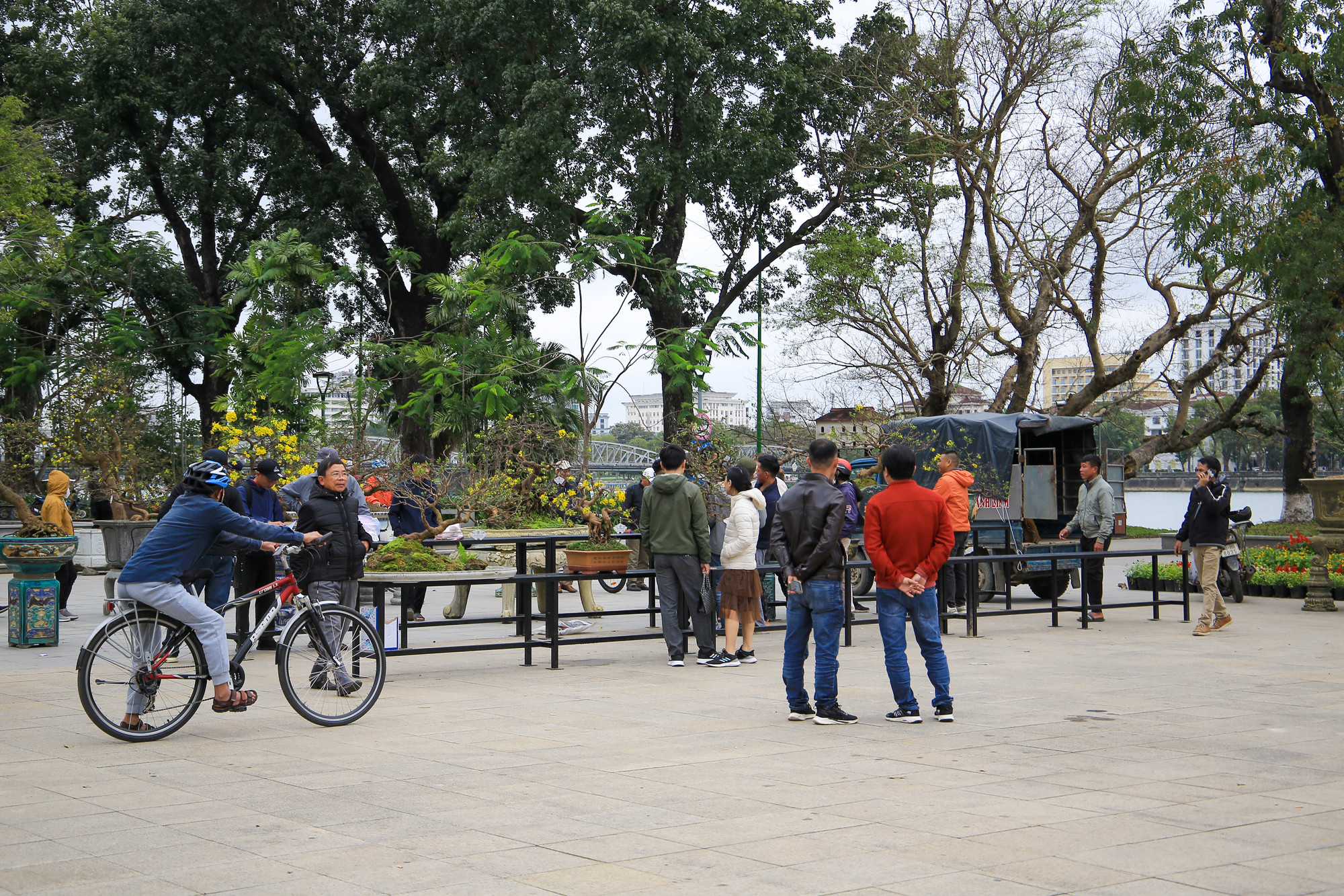 Nhiều người dân và du khách đến tham quan cây mai được trưng bày tại ngày hội.