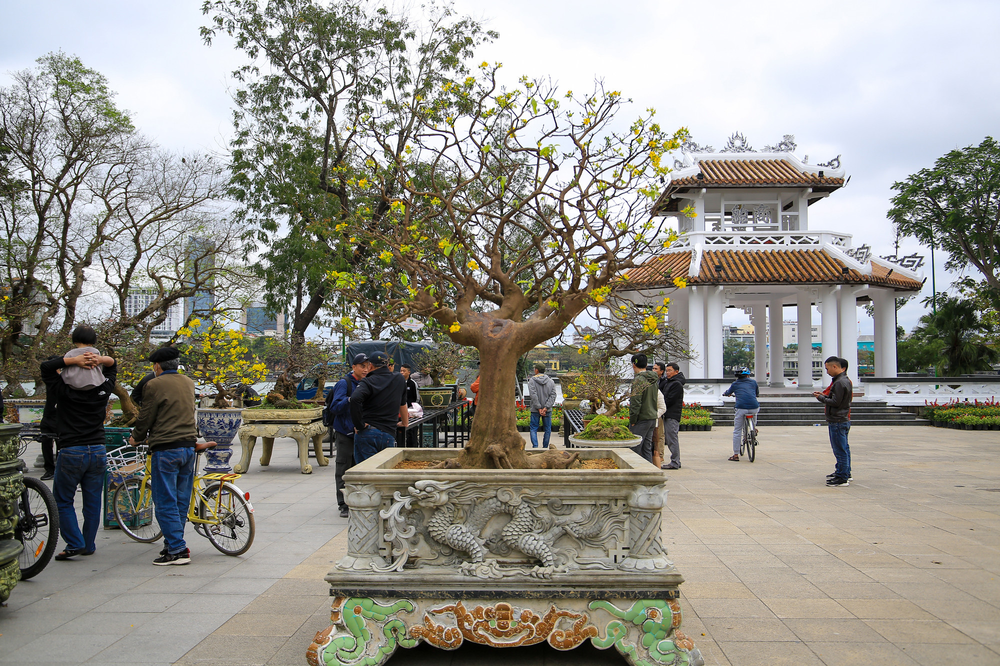 Một cây mai được đặt trong chậu trang trí họa tiết con Rồng đặc sắc.