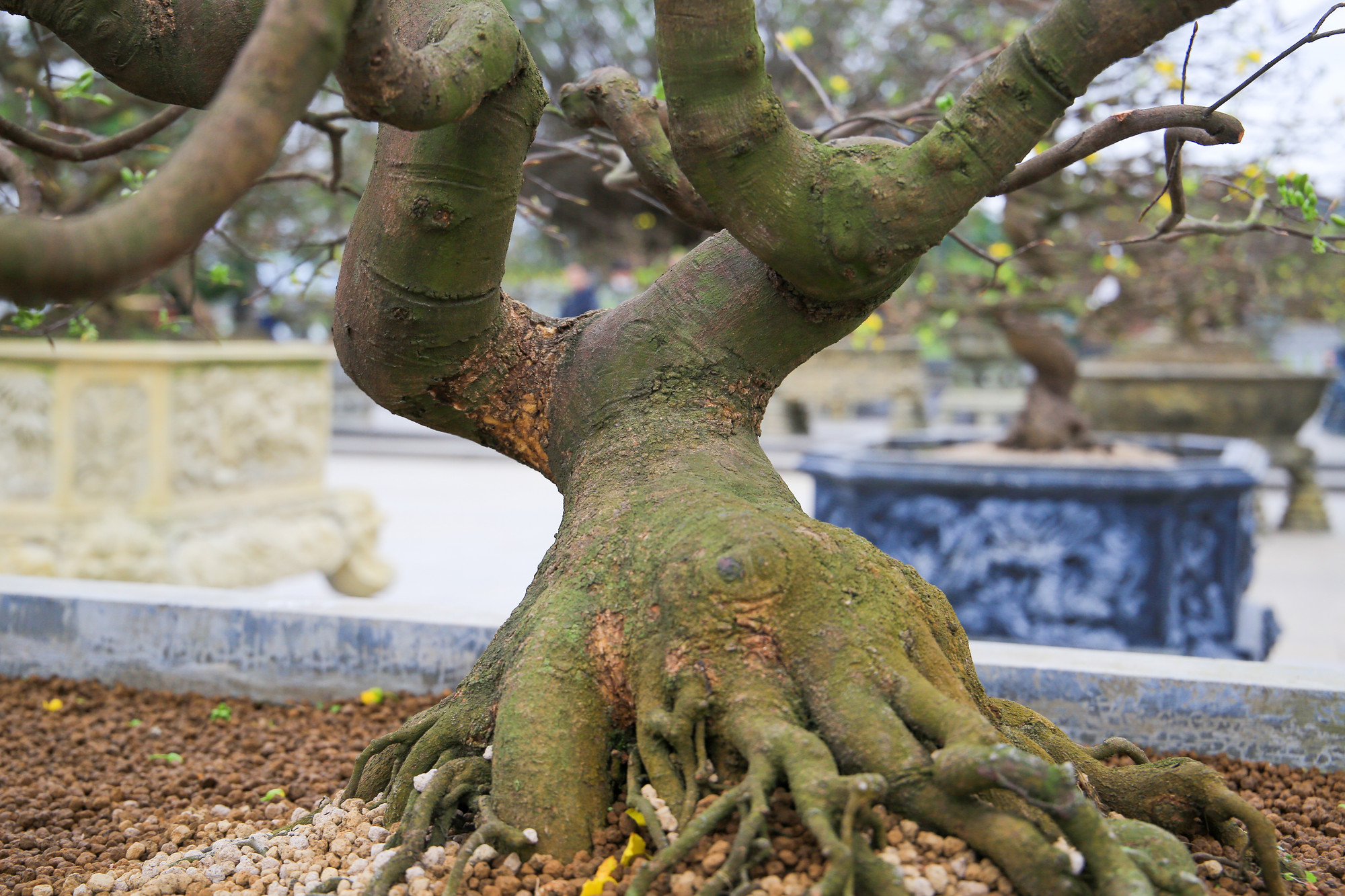 Gốc mai với đường cong uốn lượn thể hiện giá trị nghệ thuật độc đáo.