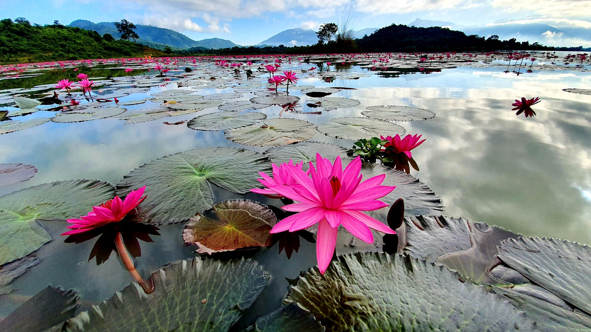 Những vạt hoa súng khoe sắc hồng nổi bật trên làn nước trong xanh trong khung cảnh thiên nhiên đẹp tựa như một bức tranh phong thủy hữu tình.