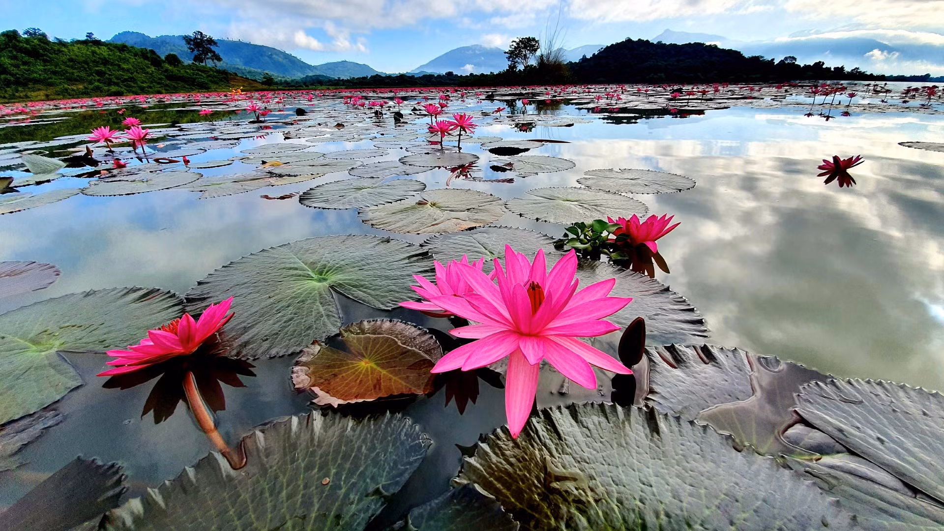 Những vạt hoa súng khoe sắc hồng nổi bật trên làn nước trong xanh trong khung cảnh thiên nhiên đẹp tựa như một bức tranh phong thủy hữu tình.