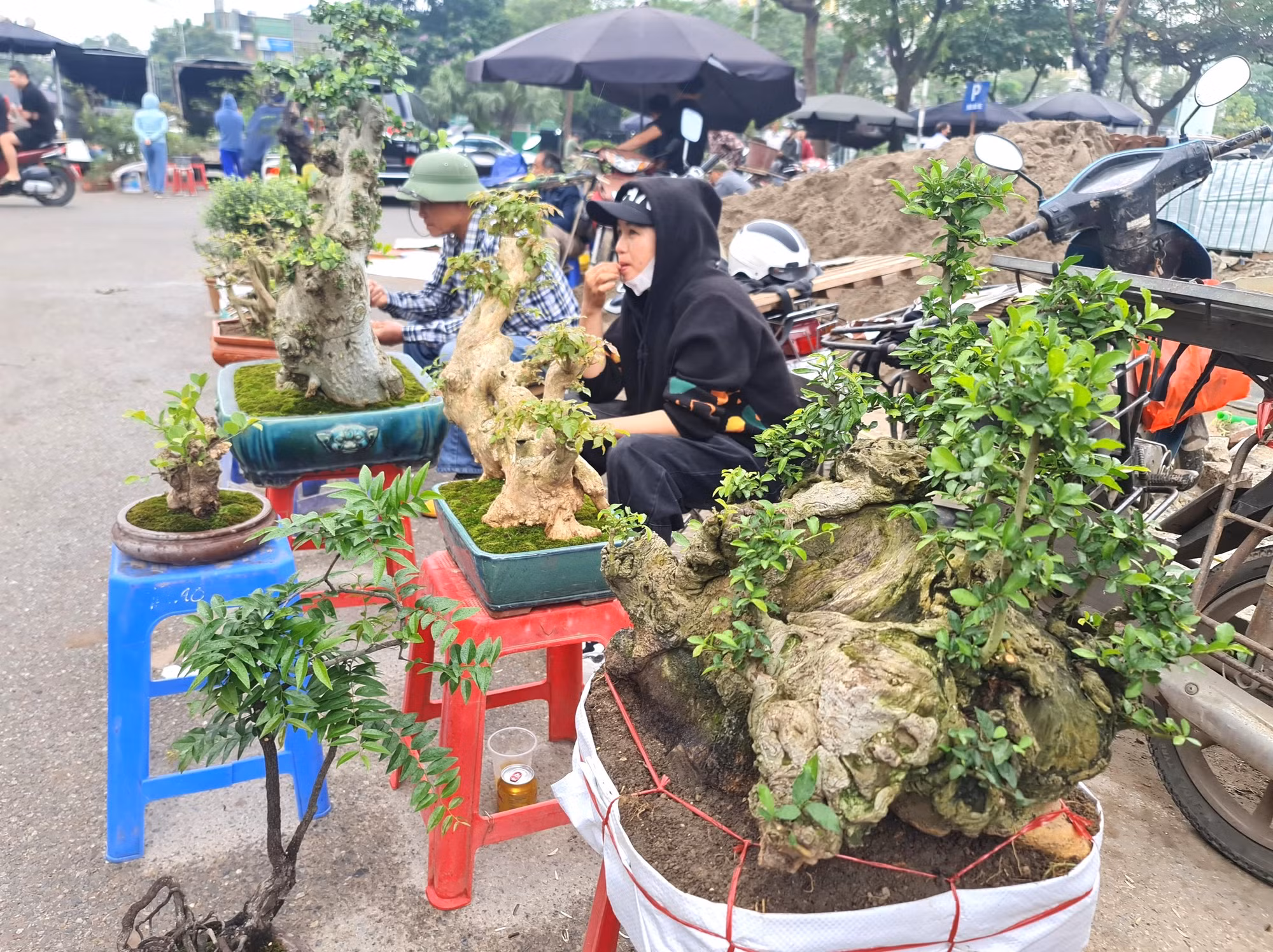 Chị Thu, người bán cây cảnh, cho biết, những cây được bán chạy nhất có giá khoảng vài trăm nghìn đến hơn 1 triệu đồng. Cây được cắt tỉa, có dáng đẹp, nhỏ gọn, phù hợp với đa số người chơi bình dân.