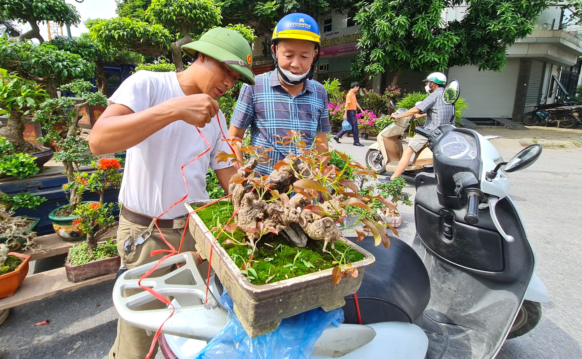 Những cây cảnh có giá trị vài triệu đến vài chục triệu đồng nếu có ai đặt mua, người bán sẽ chở đến giao tại nhà. Người mua cây chủ yếu để trang trí làm đẹp cho không gian nhà, ban công, sân vườn. Những cây cảnh có giá trị vài triệu đến vài chục triệu đồng nếu có ai đặt mua, người bán sẽ chở đến giao tại nhà. Người mua cây chủ yếu để trang trí làm đẹp cho không gian nhà, ban công, sân vườn.