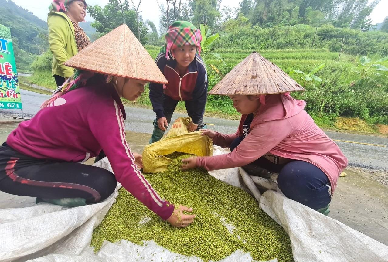 Lúa gặt về được người dân đem ra tuốt và sau khi lọc hết hạt lép thóc được cho vào bao tải mang đi rang trong ngày.