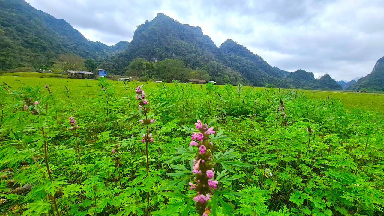 Bầu không khí mát mẻ, trong lành, thảo nguyên Đồng Lâm được xem là sự lựa chọn tuyệt vời cho các hoạt động team building, cắm trại, câu cá. Trong thảo nguyên có những lán, trại dựng sẵn cho thuê hoặc du khách có thể mang theo lều, bạt dụng cụ nấu nướng và đồ ăn.