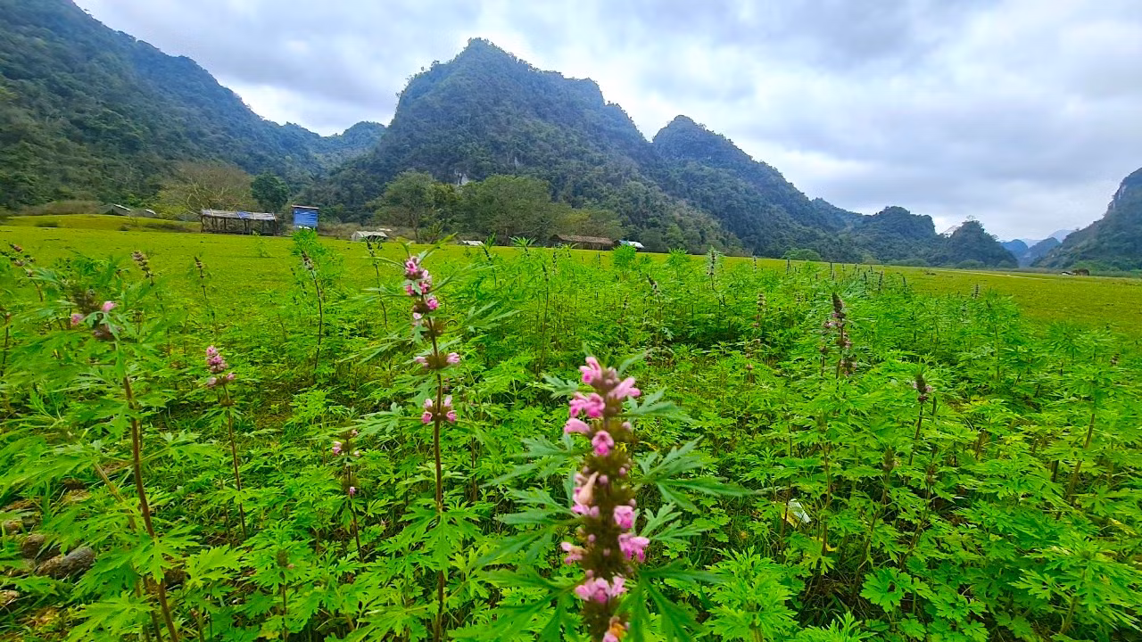 Bầu không khí mát mẻ, trong lành, thảo nguyên Đồng Lâm được xem là sự lựa chọn tuyệt vời cho các hoạt động team building, cắm trại, câu cá. Trong thảo nguyên có những lán, trại dựng sẵn cho thuê hoặc du khách có thể mang theo lều, bạt dụng cụ nấu nướng và đồ ăn.