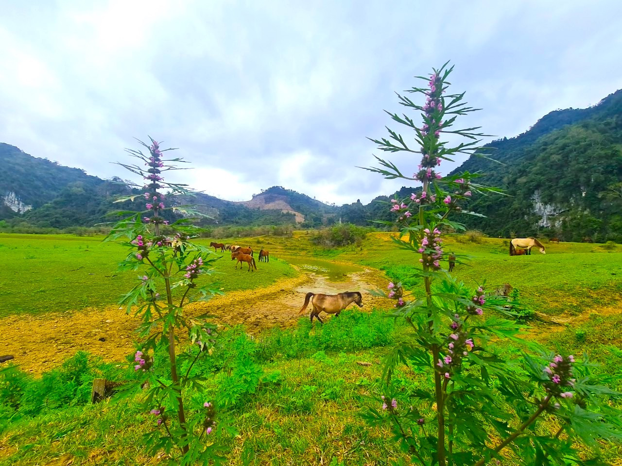 Ngồi trên thảm cỏ, tận hưởng bầu không khí trong lành, ngắm nhìn những chú ngựa, những đàn trâu đang thong dong gặm cỏ, chụp vài bức hình check-in lưu giữ kỷ niệm chuyến đi…