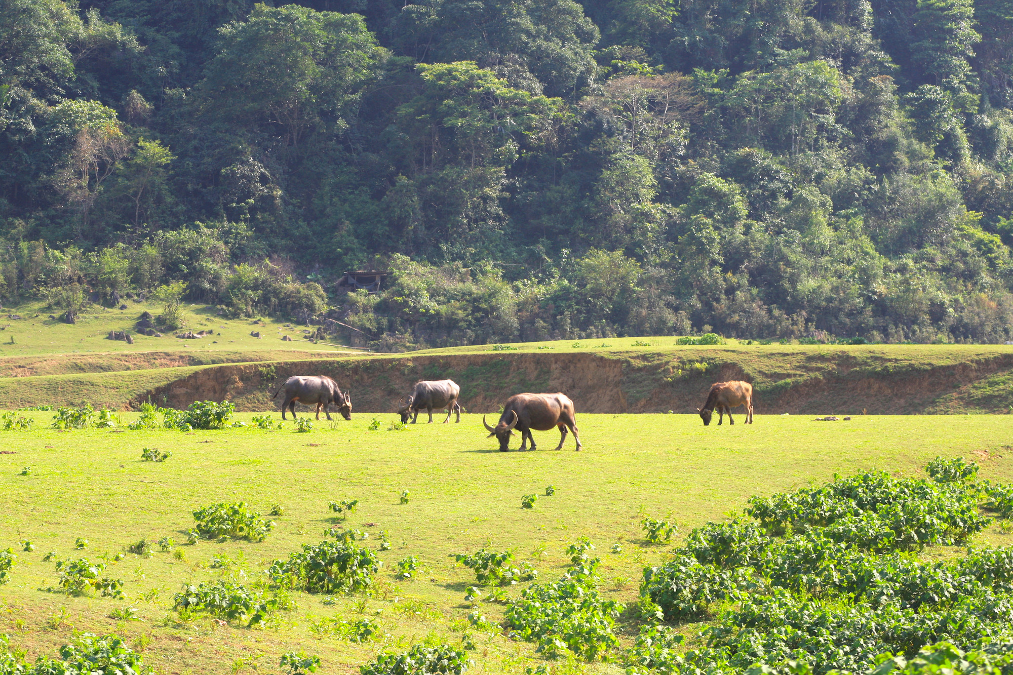 Vào mùa khô từ tháng 9 đến tháng 3 (âm lịch), bao quanh núi Mắt Thần là một thung lũng với thảm cỏ mênh mông xanh biếc, nơi những đàn trâu, bò, ngựa nhởn nhơ gặm cỏ... Vào mùa mưa từ tháng 4 đến tháng 8, nơi đây biến thành hồ nước trong xanh rộng đến 15ha.