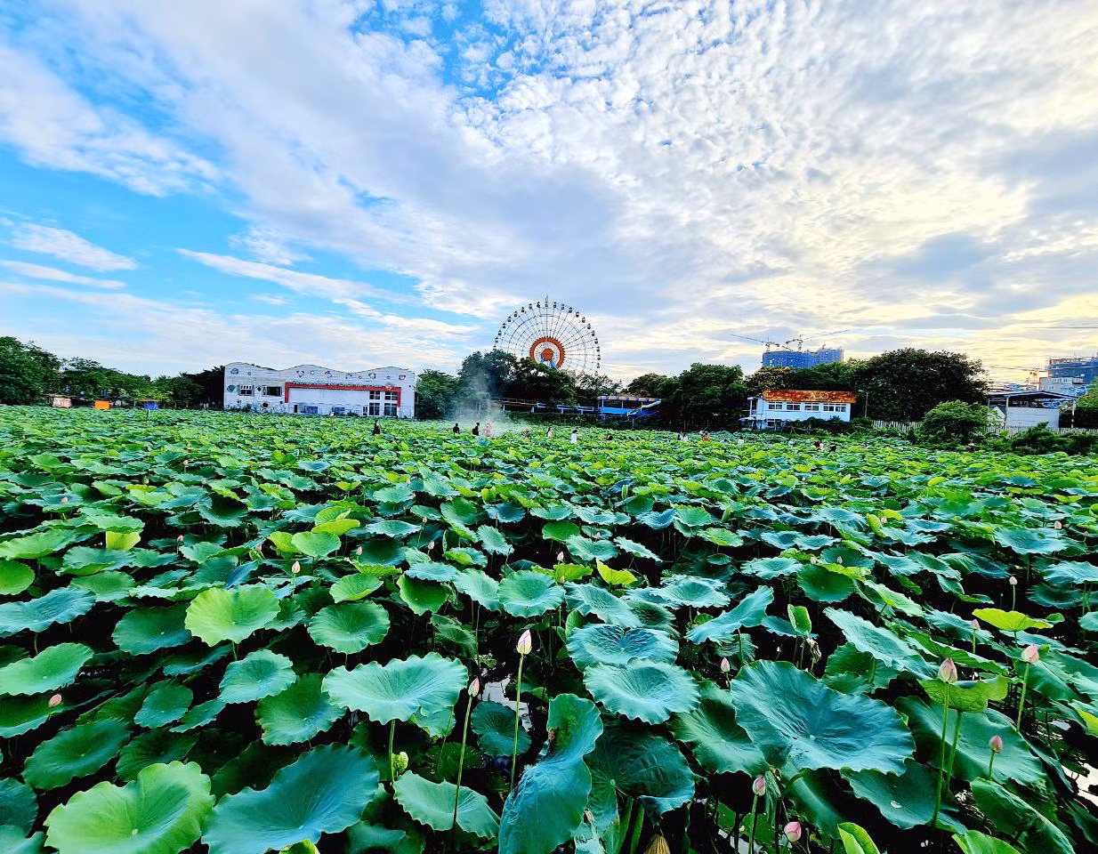 Những ngày cuối tuần, người dân khắp nơi lại nô nức rủ nhau đến phố đi bộ Trịnh Công Sơn để vui chơi và ghi lại những khoảnh khắc đẹp bên những đầm sen chớm nở.