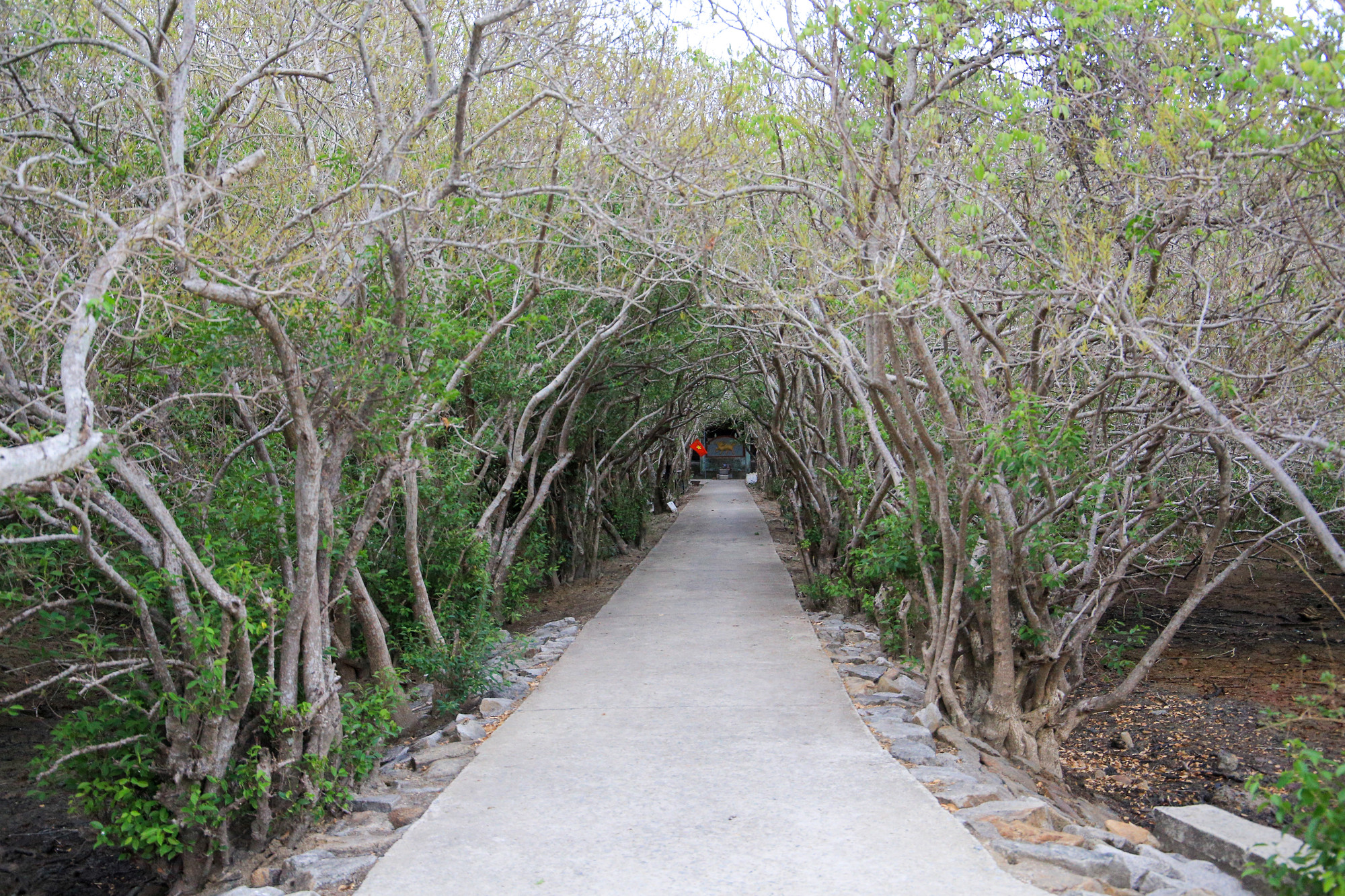 Theo tiếng địa phương ở Huế, “rú” có nghĩa là rừng núi, còn “chá” là tên một loài cây mọc chiếm 90% diện tích ở khu vực này. Theo tiếng địa phương ở Huế, “rú” có nghĩa là rừng núi, còn “chá” là tên một loài cây mọc chiếm 90% diện tích ở khu vực này.