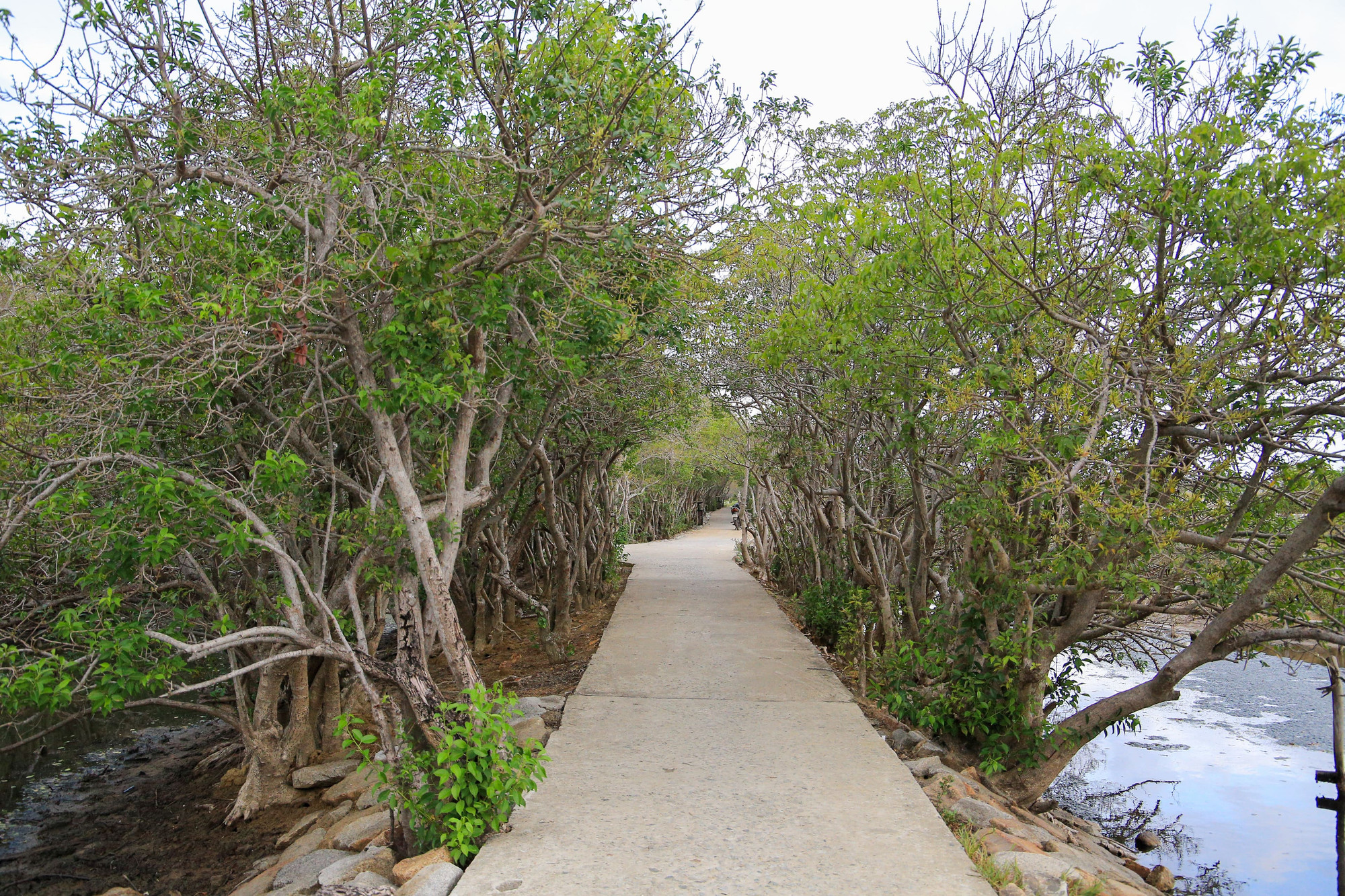 Cách trung tâm TP Huế khoảng 15km về phía Đông, Rú Chá là một khu rừng ngập mặn nguyên sinh quý hiếm còn sót lại trên đầm phá Tam Giang - hệ đầm phá lớn nhất khu vực Đông Nam Á. Cách trung tâm TP Huế khoảng 15km về phía Đông, Rú Chá là một khu rừng ngập mặn nguyên sinh quý hiếm còn sót lại trên đầm phá Tam Giang - hệ đầm phá lớn nhất khu vực Đông Nam Á.