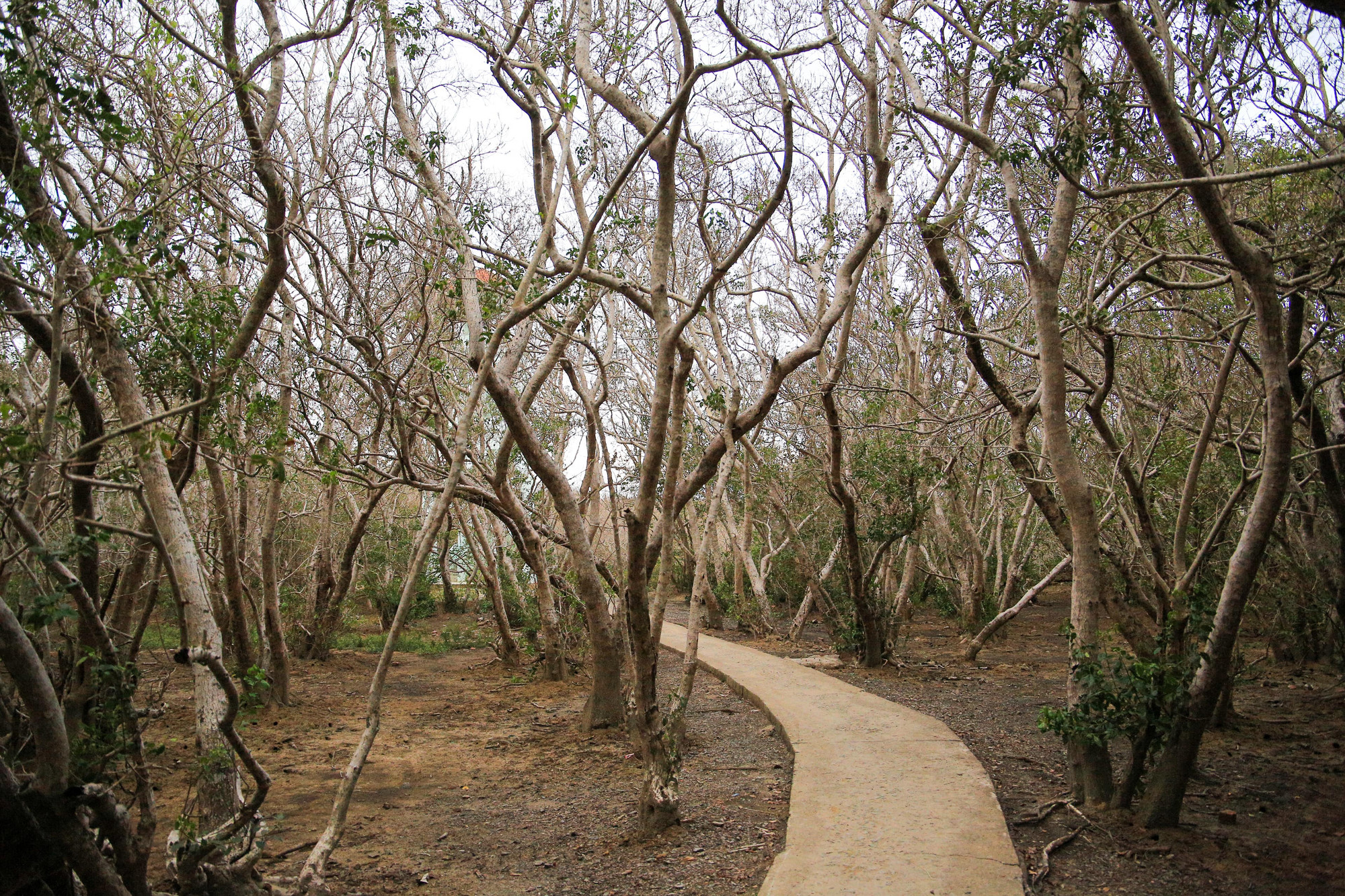 Rừng nguyên sinh Rú Chá bởi những khóm cây đan xen vào nhau thành vòng cung kéo dài, bao phủ lên những con đường, tạo nên một khoảng không gian vô cùng tuyệt đẹp. Rừng nguyên sinh Rú Chá bởi những khóm cây đan xen vào nhau thành vòng cung kéo dài, bao phủ lên những con đường, tạo nên một khoảng không gian vô cùng tuyệt đẹp.