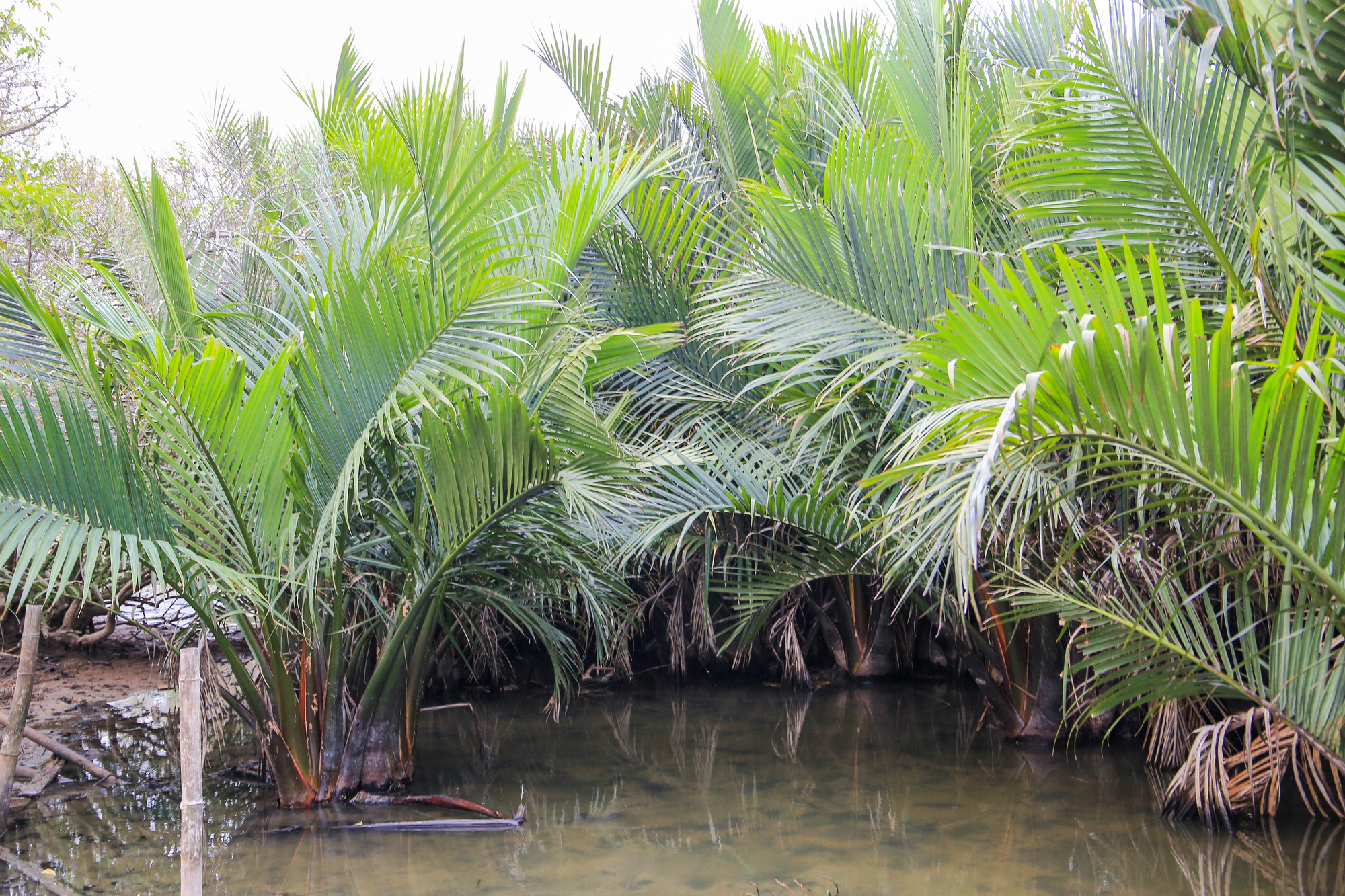 Ngoài cây chá, hiện nay cánh rừng này còn được trồng thêm một số cây như đước, sú, dừa nước… tạo nên sự phong phú, đa dạng nơi đây. Ngoài cây chá, hiện nay cánh rừng này còn được trồng thêm một số cây như đước, sú, dừa nước… tạo nên sự phong phú, đa dạng nơi đây.