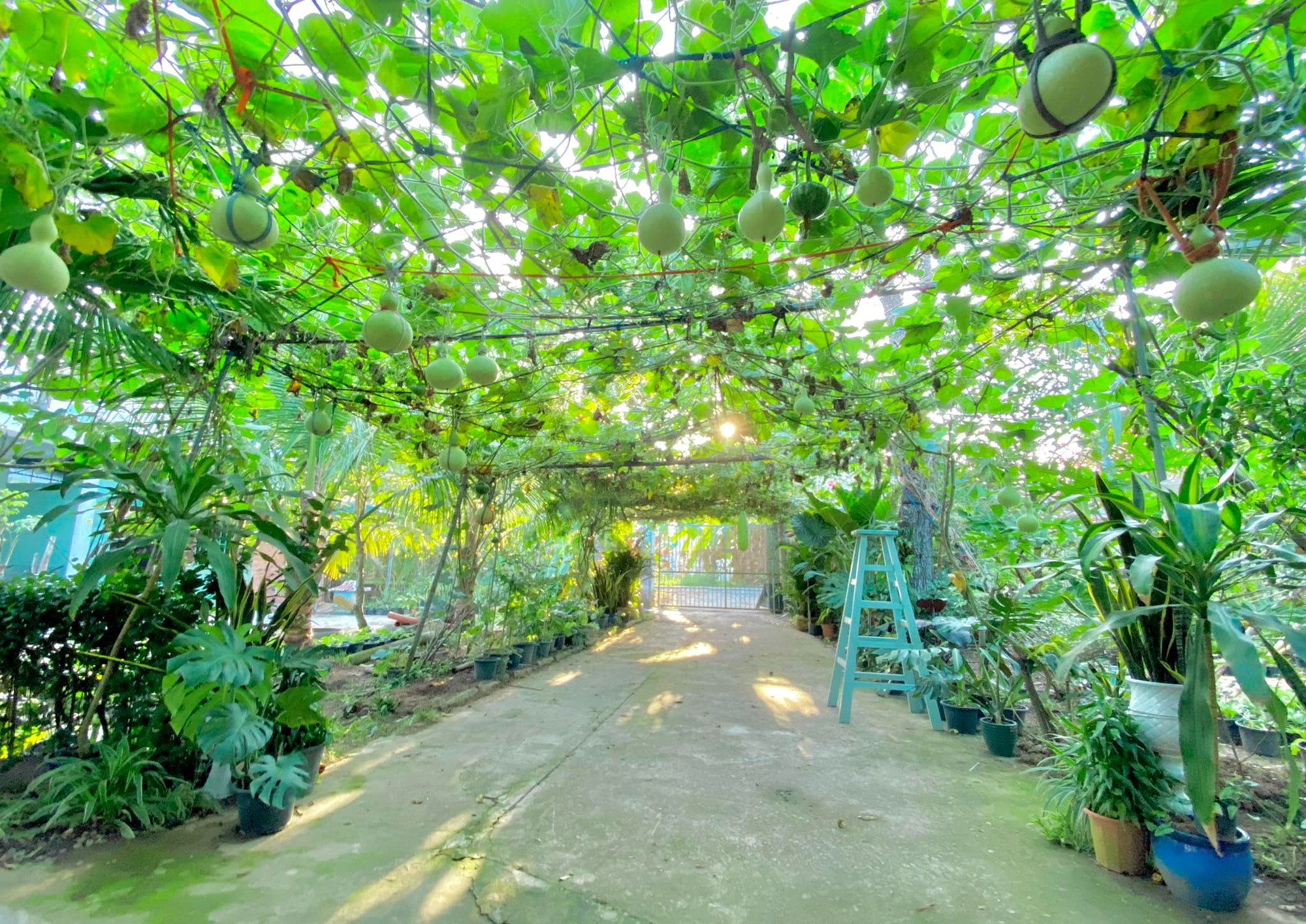 Giàn bầu hồ lô buổi sớm mai. Giàn bầu hồ lô buổi sớm mai.