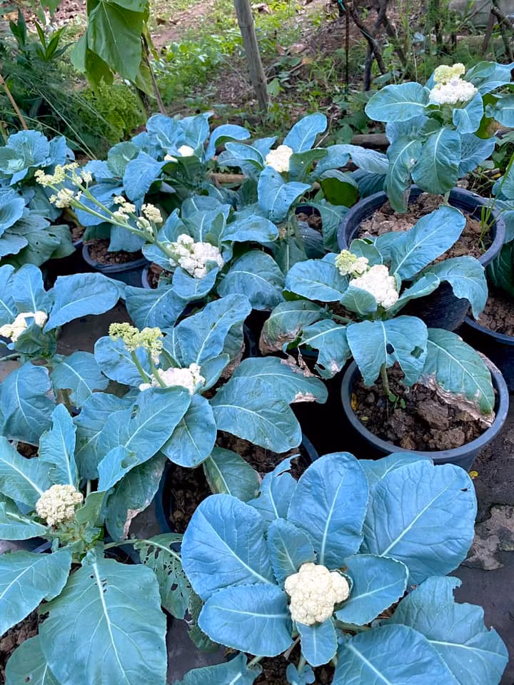 Súp lơ được trồng trong chậu