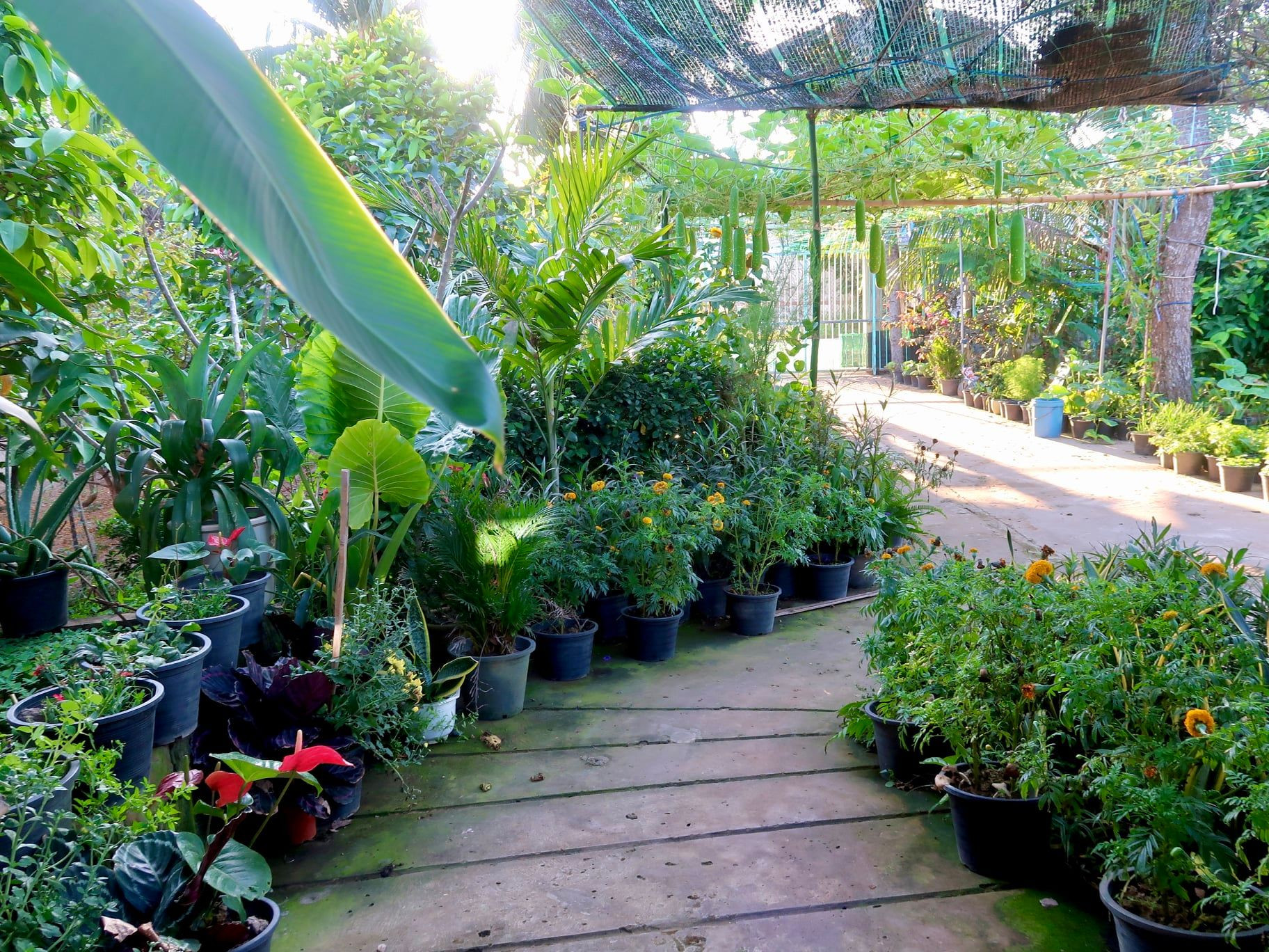 Khu vườn rộng 800m2 với đủ loại rau trái thích hợp với thời tiết nắng nóng của phương Nam. Khu vườn rộng 800m2 với đủ loại rau trái thích hợp với thời tiết nắng nóng của phương Nam.