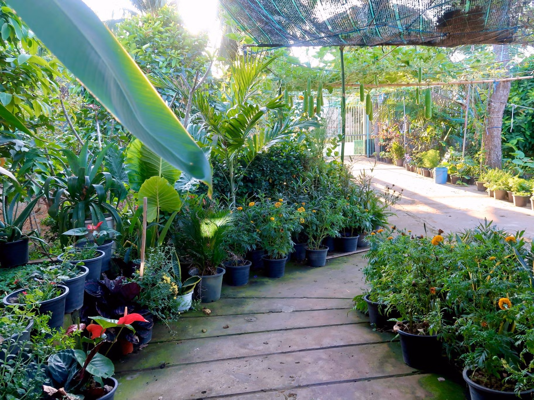 Khu vườn rộng 800m2 với đủ loại rau trái thích hợp với thời tiết nắng nóng của phương Nam.