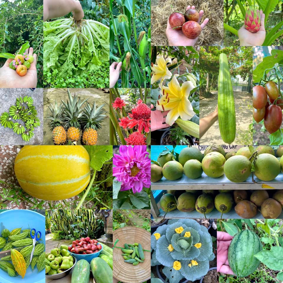 Đã mắt với vườn rau xanh mướt, nhiều cây quả do chàng trai chăm sóc. Đã mắt với vườn rau xanh mướt, nhiều cây quả do chàng trai chăm sóc.