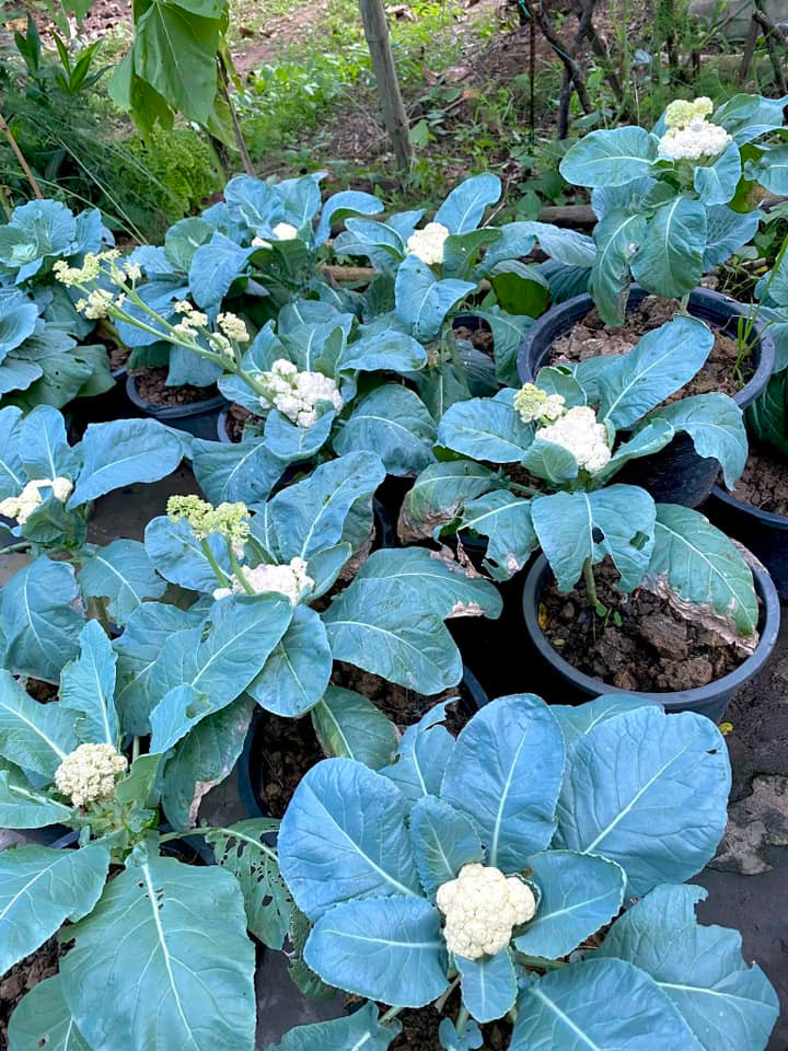 Súp lơ được trồng trong chậu Súp lơ được trồng trong chậu