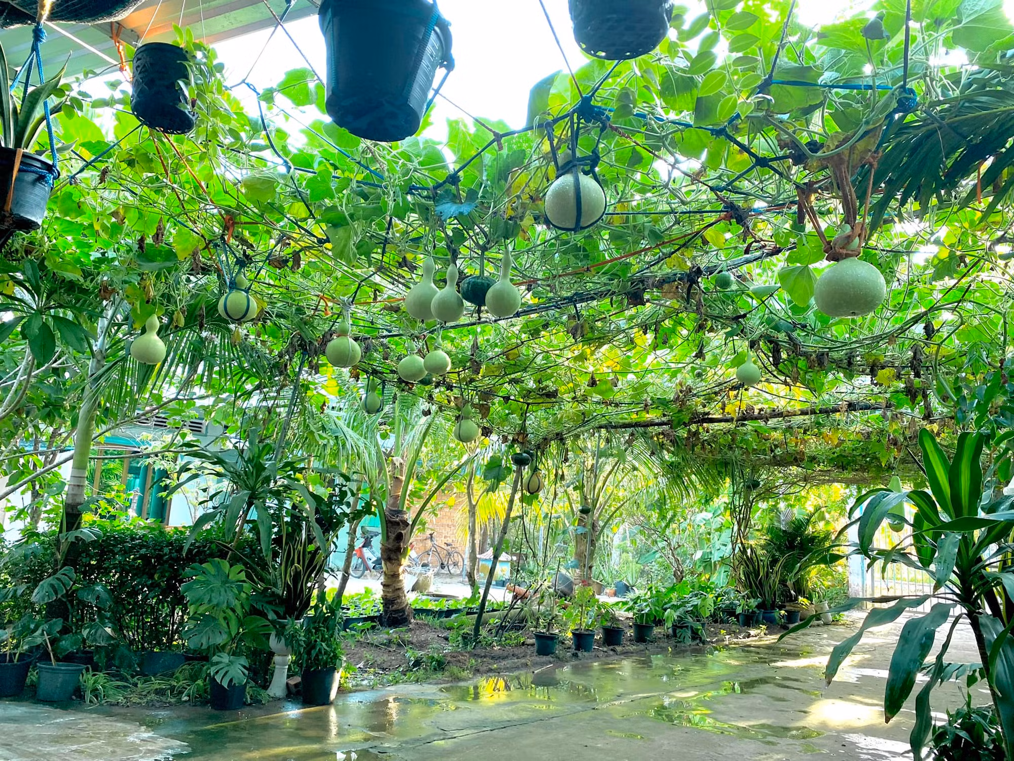 Đã mắt ngắm khu vườn xanh mướt của chàng trai 9X ngồi xe lăn