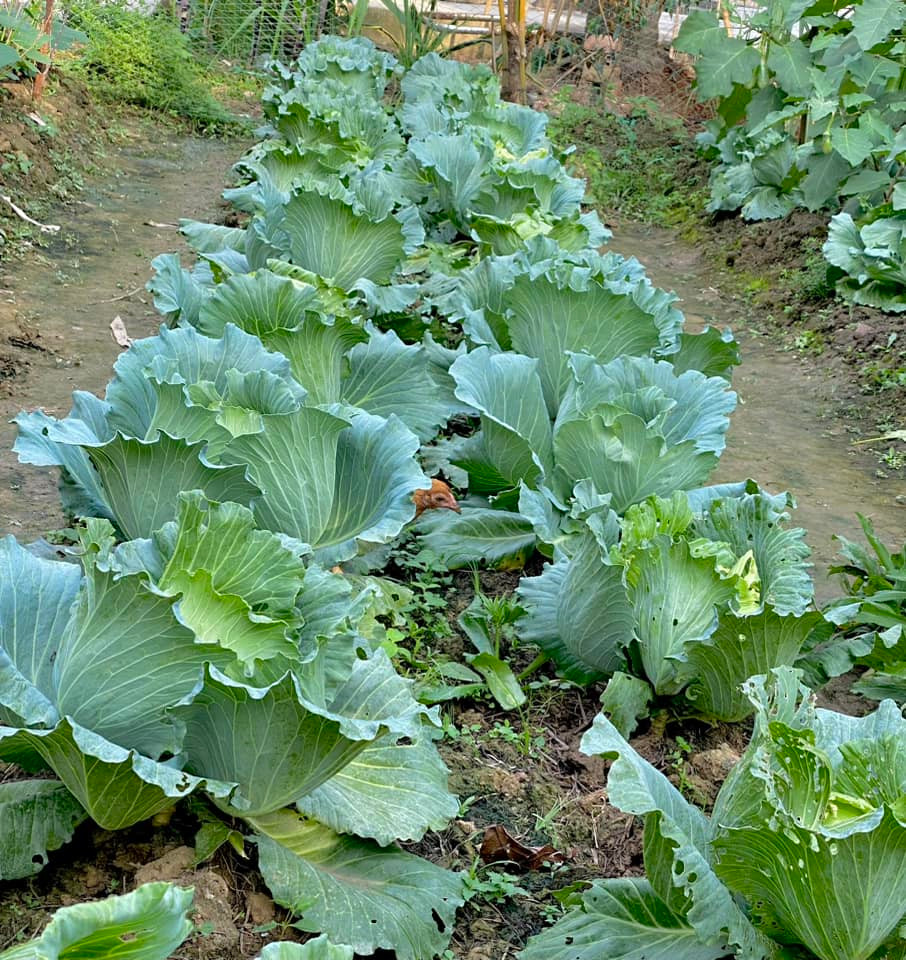 Minh thích trồng bắp cải để ngắm. Minh thích trồng bắp cải để ngắm.