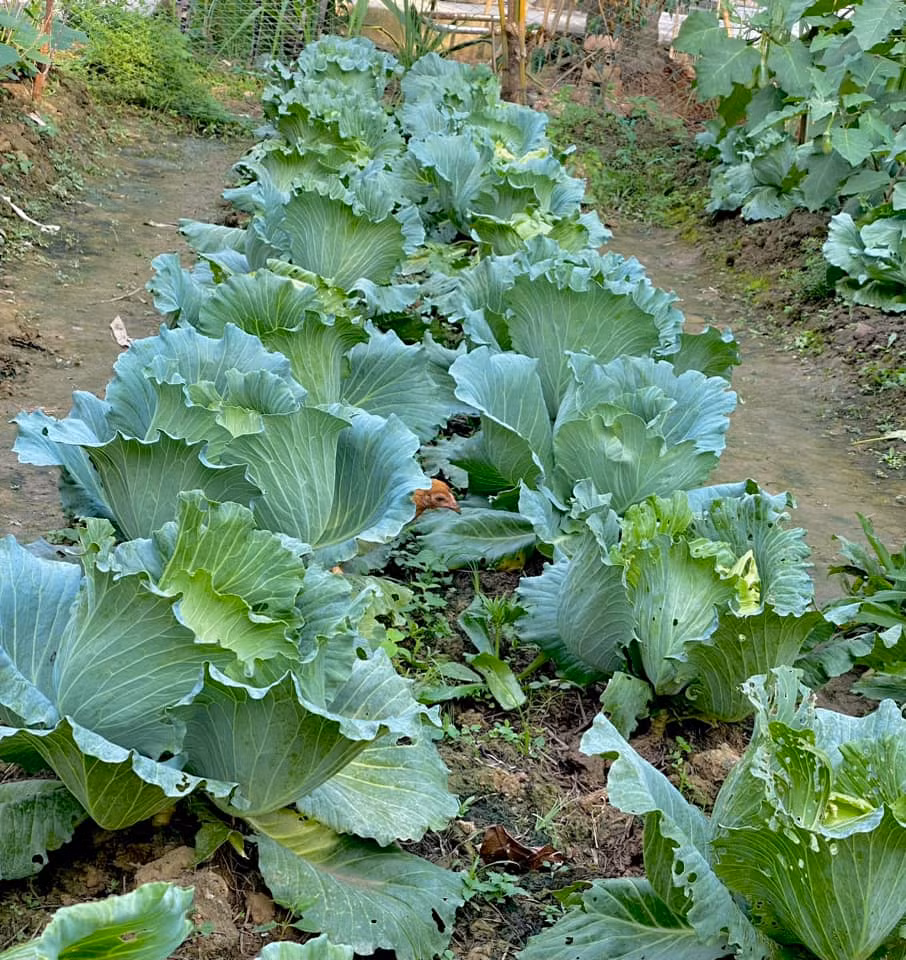 Minh thích trồng bắp cải để ngắm.