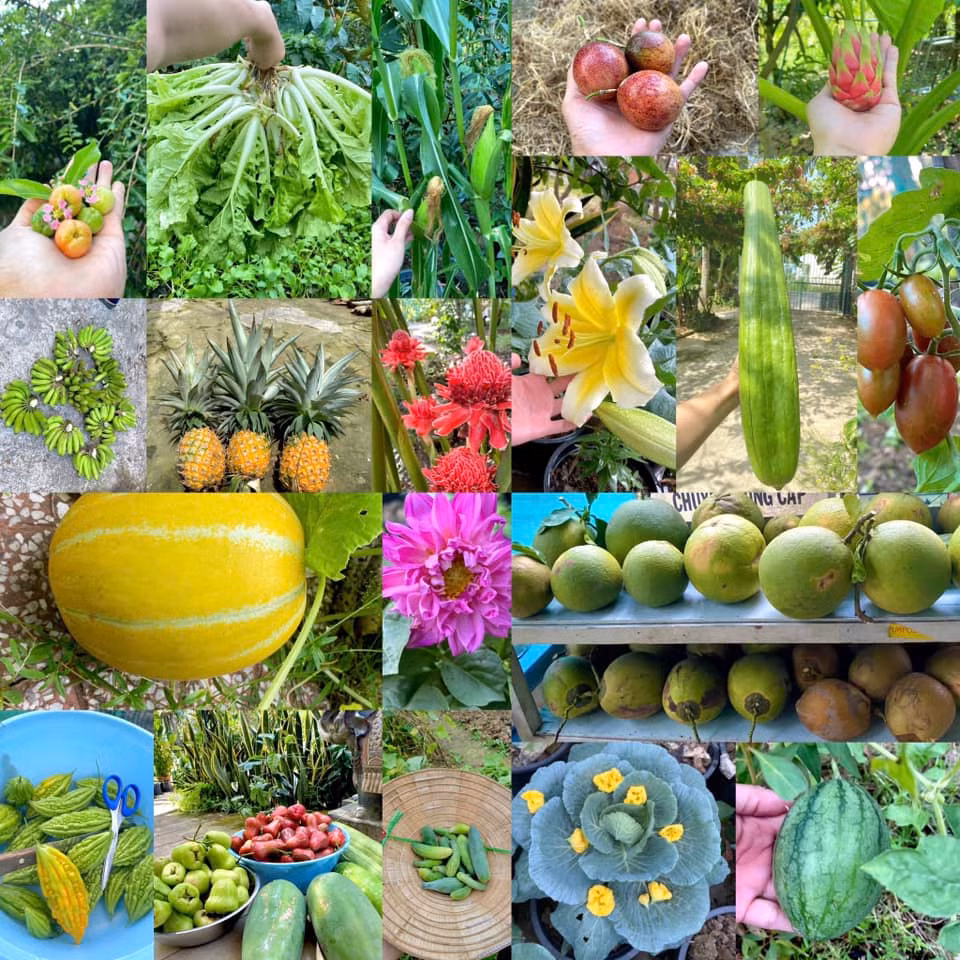 Đã mắt với vườn rau xanh mướt, nhiều cây quả do chàng trai chăm sóc.