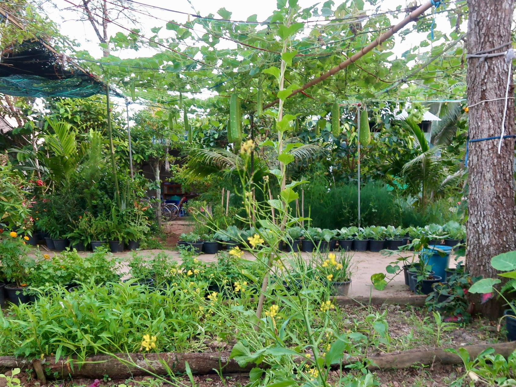 Giàn có nhiều loại như mướp, bí đỏ, bầu trái dài và bầu hồ lô. Hiện tại, bầu hồ lô đang vào mùa trái. Giàn có nhiều loại như mướp, bí đỏ, bầu trái dài và bầu hồ lô. Hiện tại, bầu hồ lô đang vào mùa trái.