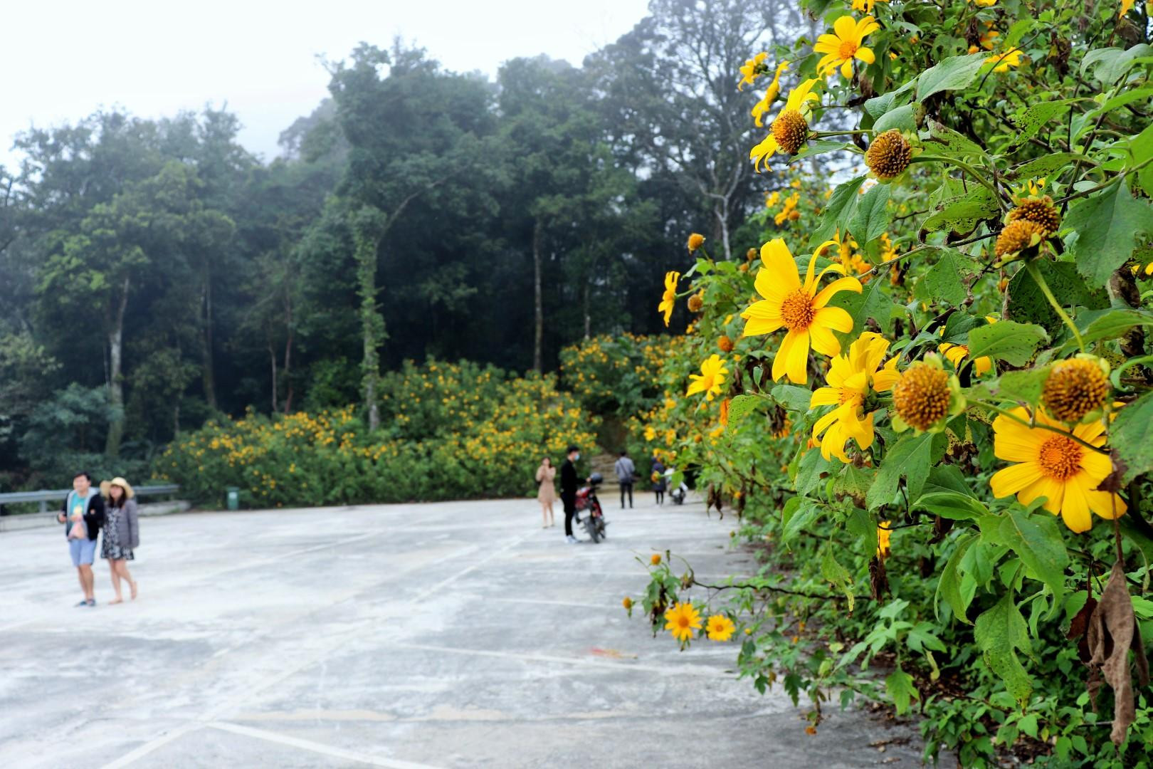 Vé vào cổng là 60.000 VND/người lớn và 20.000 VND dành cho học sinh, sinh viên… Cung đường từ cổng vườn lên tới đền Thượng, du khách sẽ bắt gặp những thảm hoa dã quỳ rực rỡ. Khu rừng hoa gần mốc 700 có diện tích khoảng trên 10 ha, gồm 5 khu và tuyến đường mòn đi bộ dài trên 3km, chính là địa điểm dã quỳ nở rộ, thu hút đông đảo mọi người đến vui chơi.