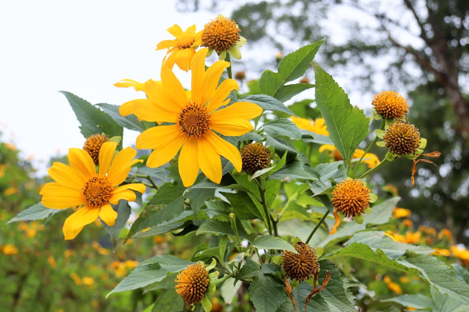 Hoa có 13 cánh, tỏa tròn khoảng 8 - 10 cm, cánh màu vàng rực, nhụy căng tròn, mùi hương ngai ngái tràn đầy sức sống. Nở rộ trong khoảng 2 tuần, sắc vàng rực rỡ của dã quỳ thu hút sự quan tâm của nhiều người.