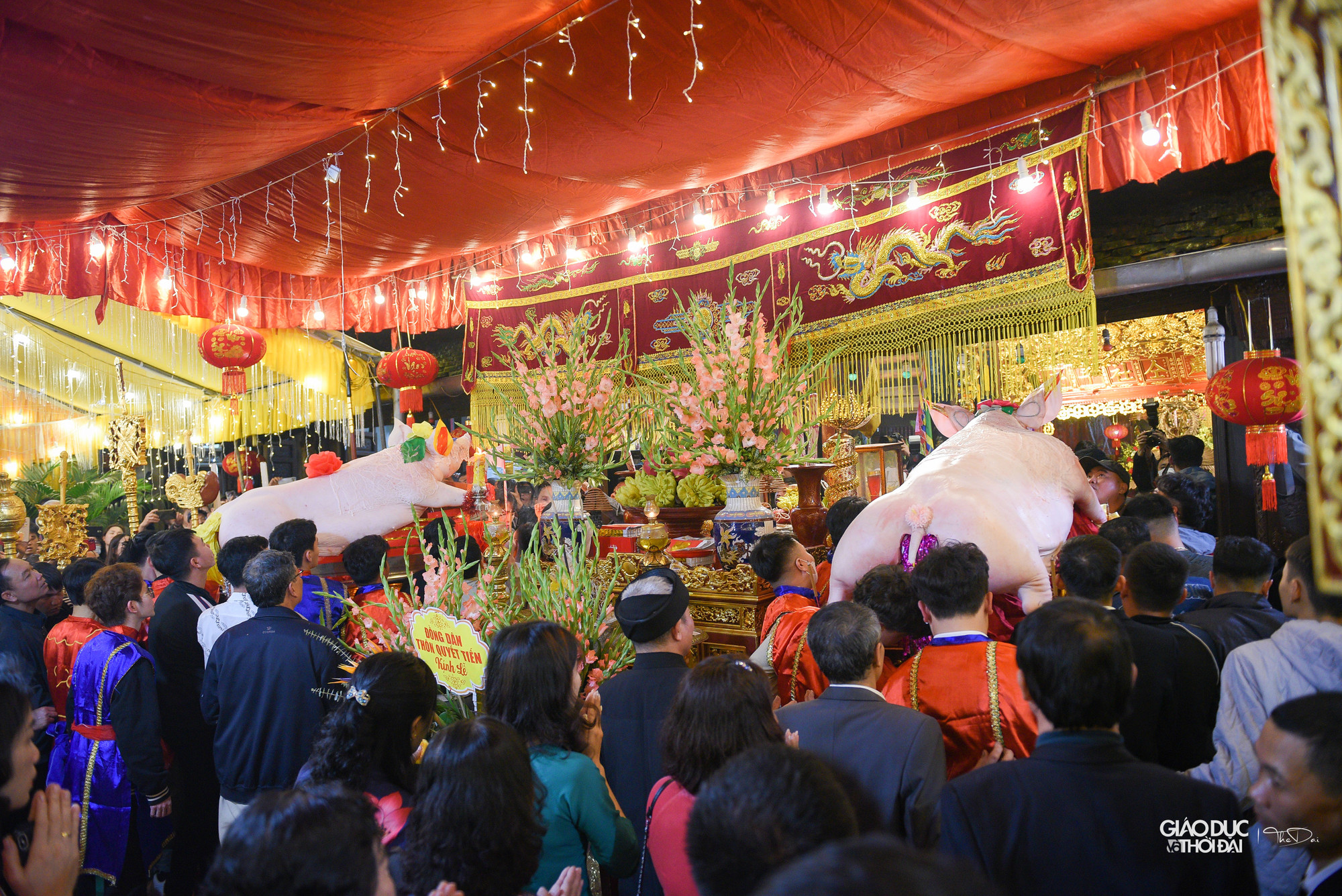 Năm nay ông lợn nặng nhất là 240 kg, nhẹ nhất 157 kg.