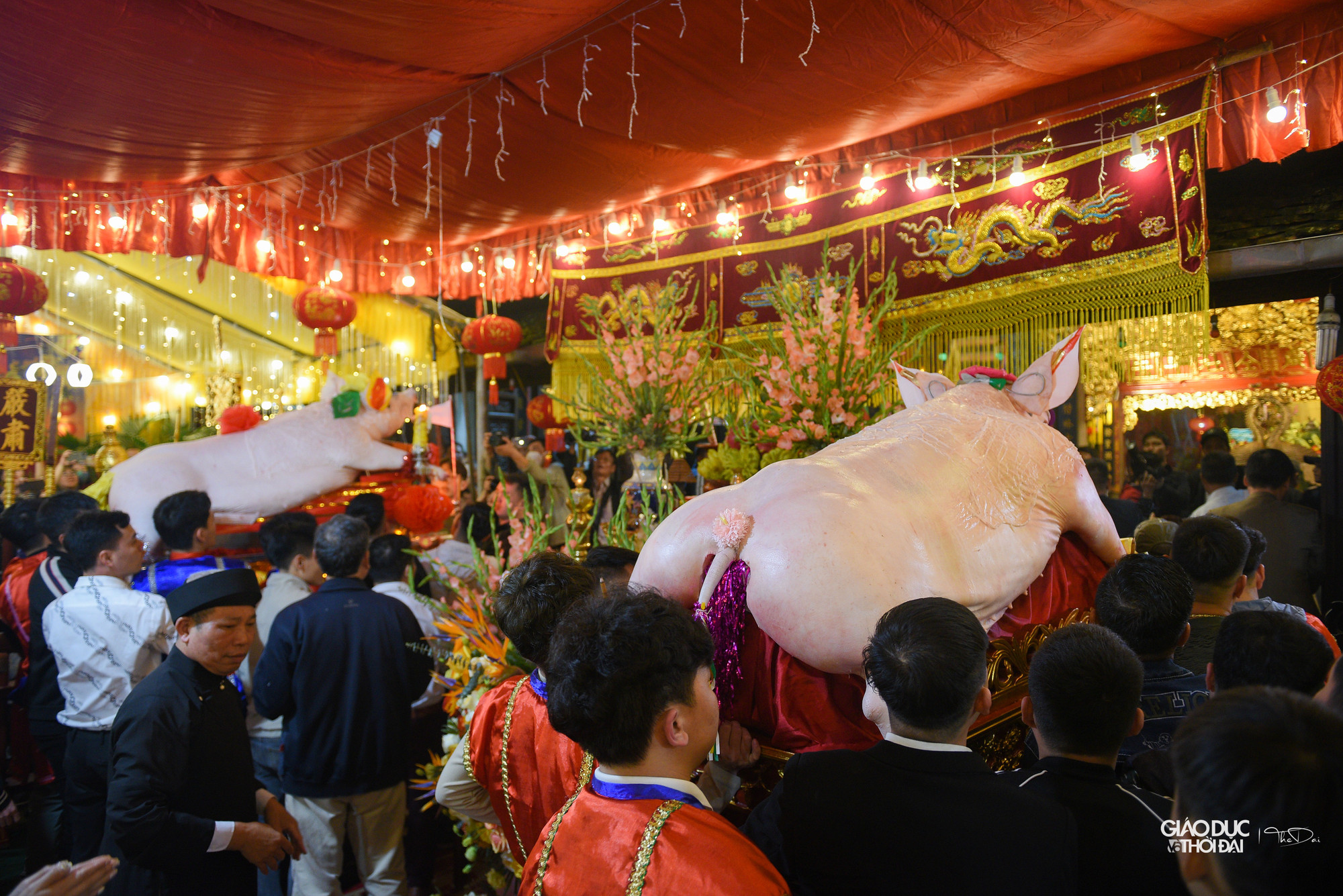 Năm nay ông lợn nặng nhất là 240 kg, nhẹ nhất 157 kg.