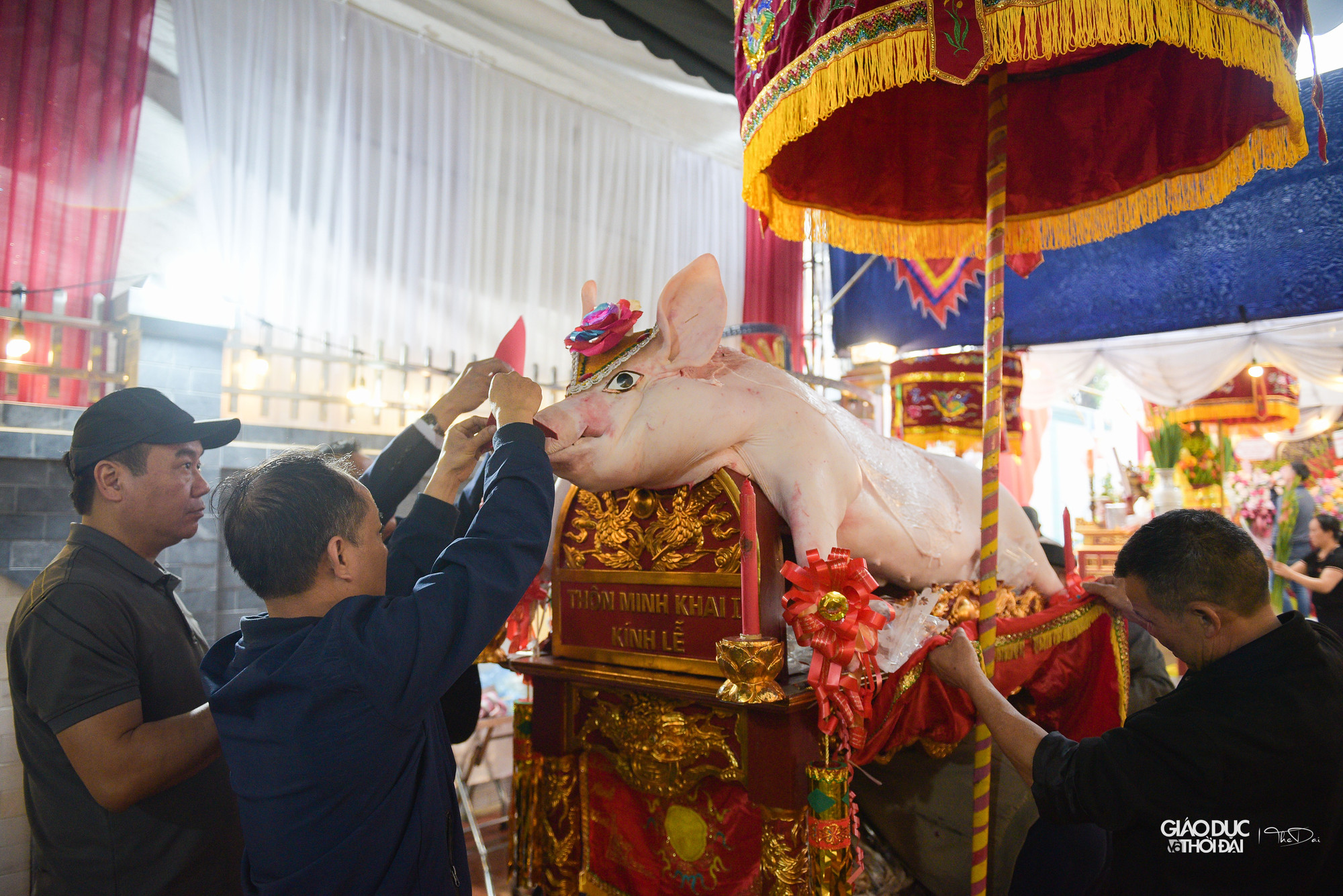 Những &apos;ông lợn&apos; phục vụ cho lễ hội rước lợn La Phù được trang trí gồm nhiều vị trí như mũi, mắt, tai, đầu, đuôi và 4 chi.