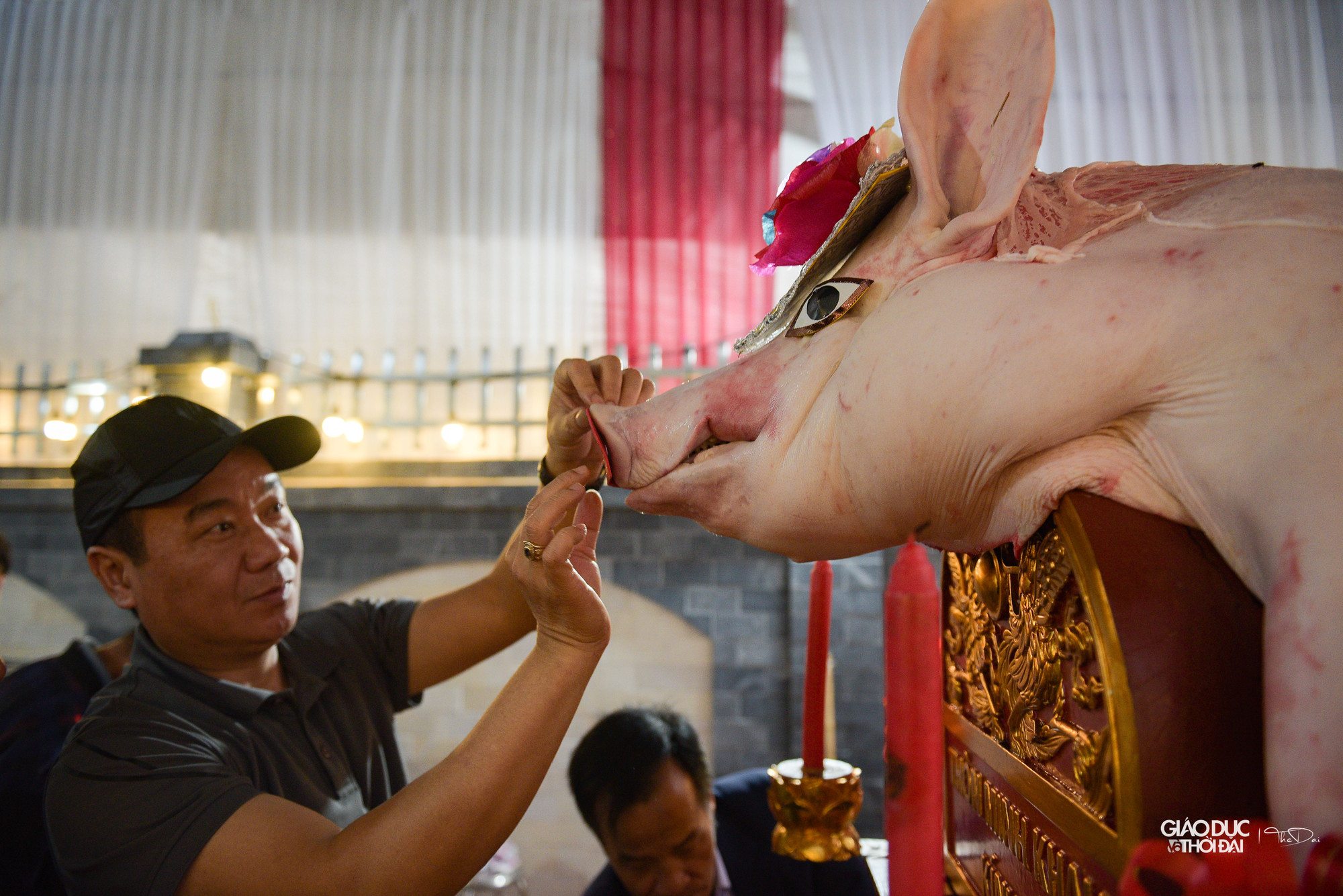 Những &apos;ông lợn&apos; phục vụ cho lễ hội rước lợn La Phù được trang trí gồm nhiều vị trí như mũi, mắt, tai, đầu, đuôi và 4 chi.