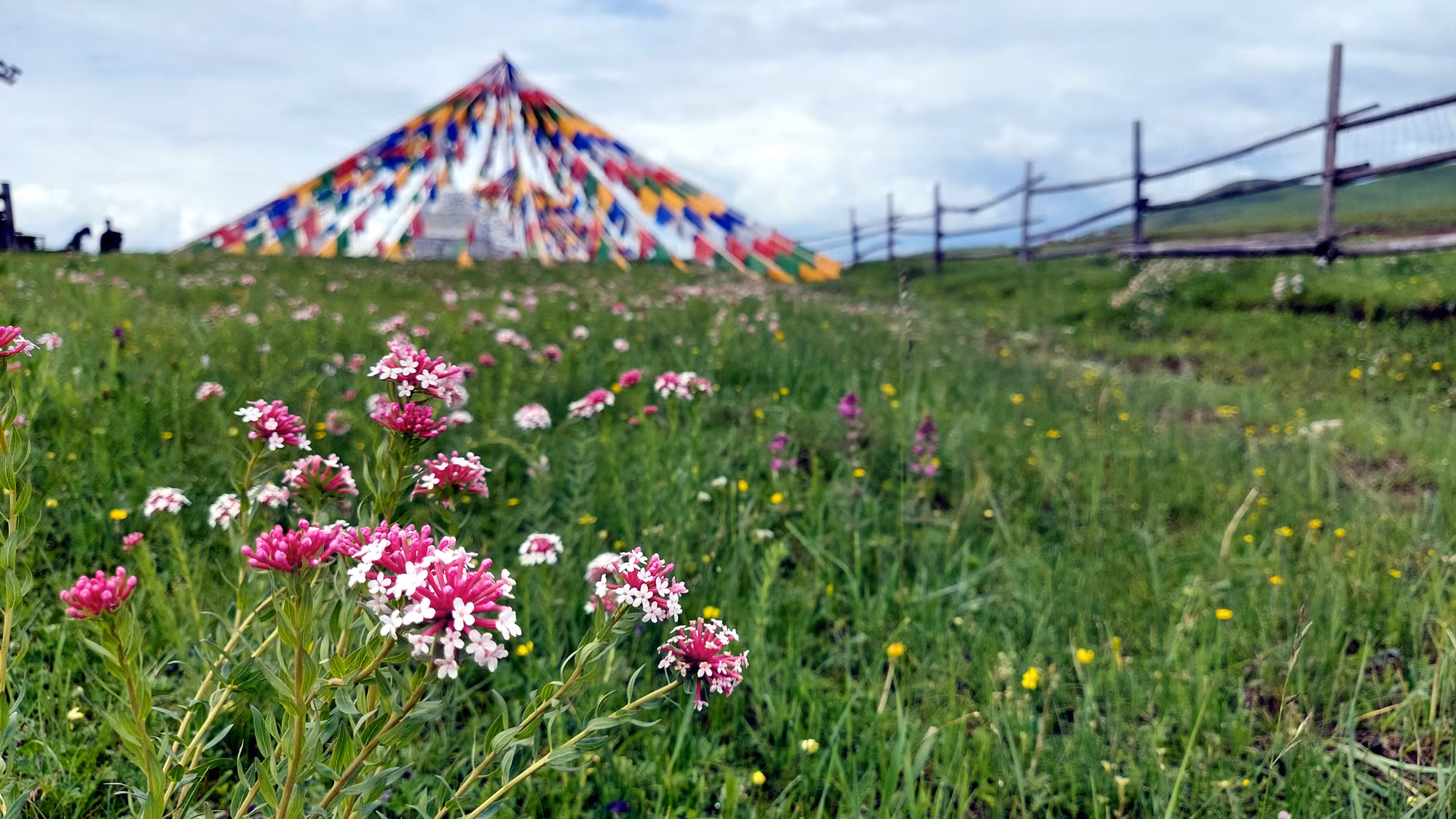 Nhờ có điều kiện thời tiết thuận lợi, thời gian nắng dài và lượng mưa dồi dào, các đồng cỏ ở đây quanh năm tươi tốt.