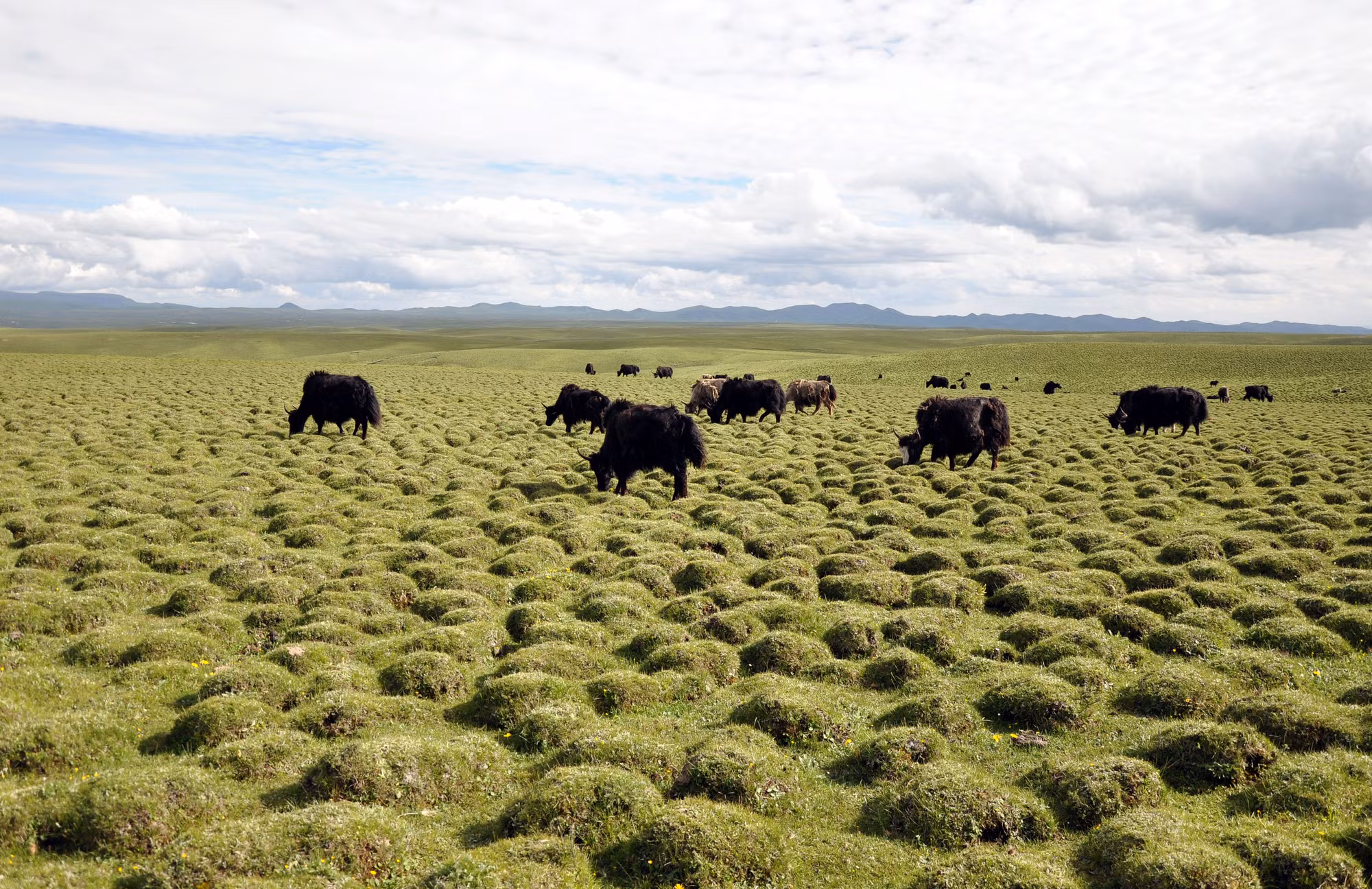 Cam Nam cũng rất nổi tiếng với những đàn bò Tây Tạng lông dài.