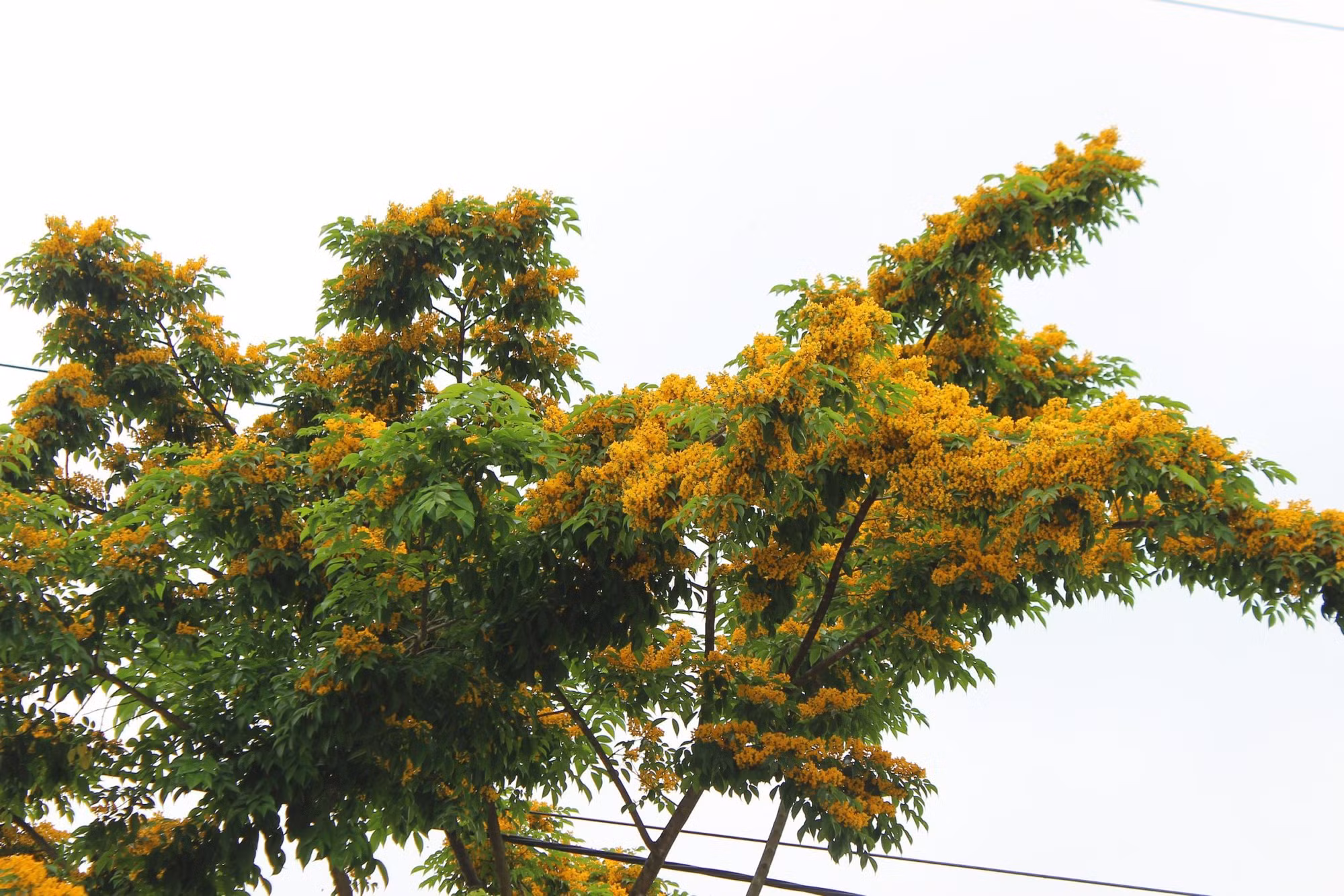 Khi tiết trời bắt đầu chuyển hè, trên những hàng lá xanh non bắt đầu điểm vàng những chùm hoa li ti rực rỡ.