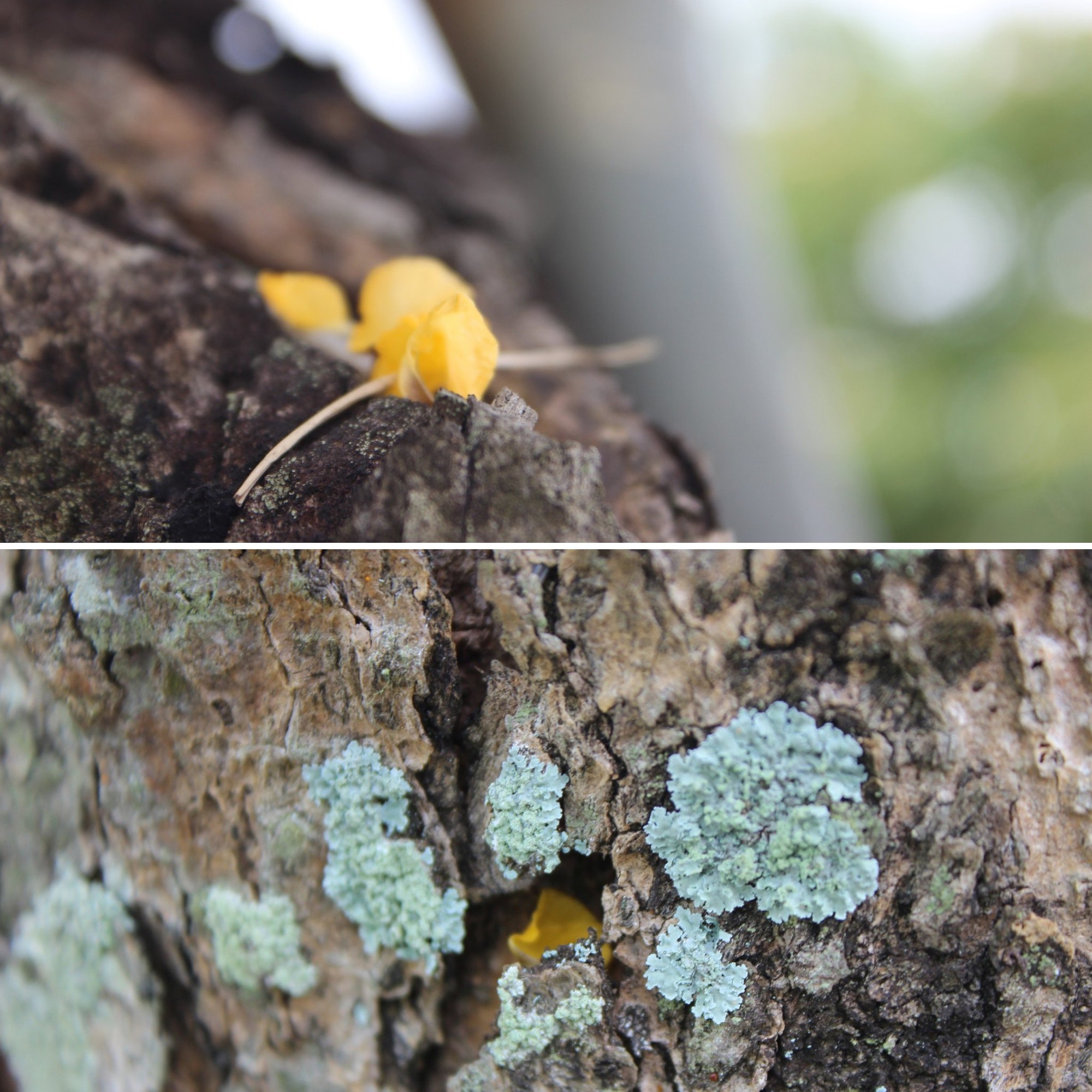 Bên ngoài thân có lớp vỏ màu nâu đen sẫm, vỏ không nhẵn, bề ngoài là các nét kẻ dọc.