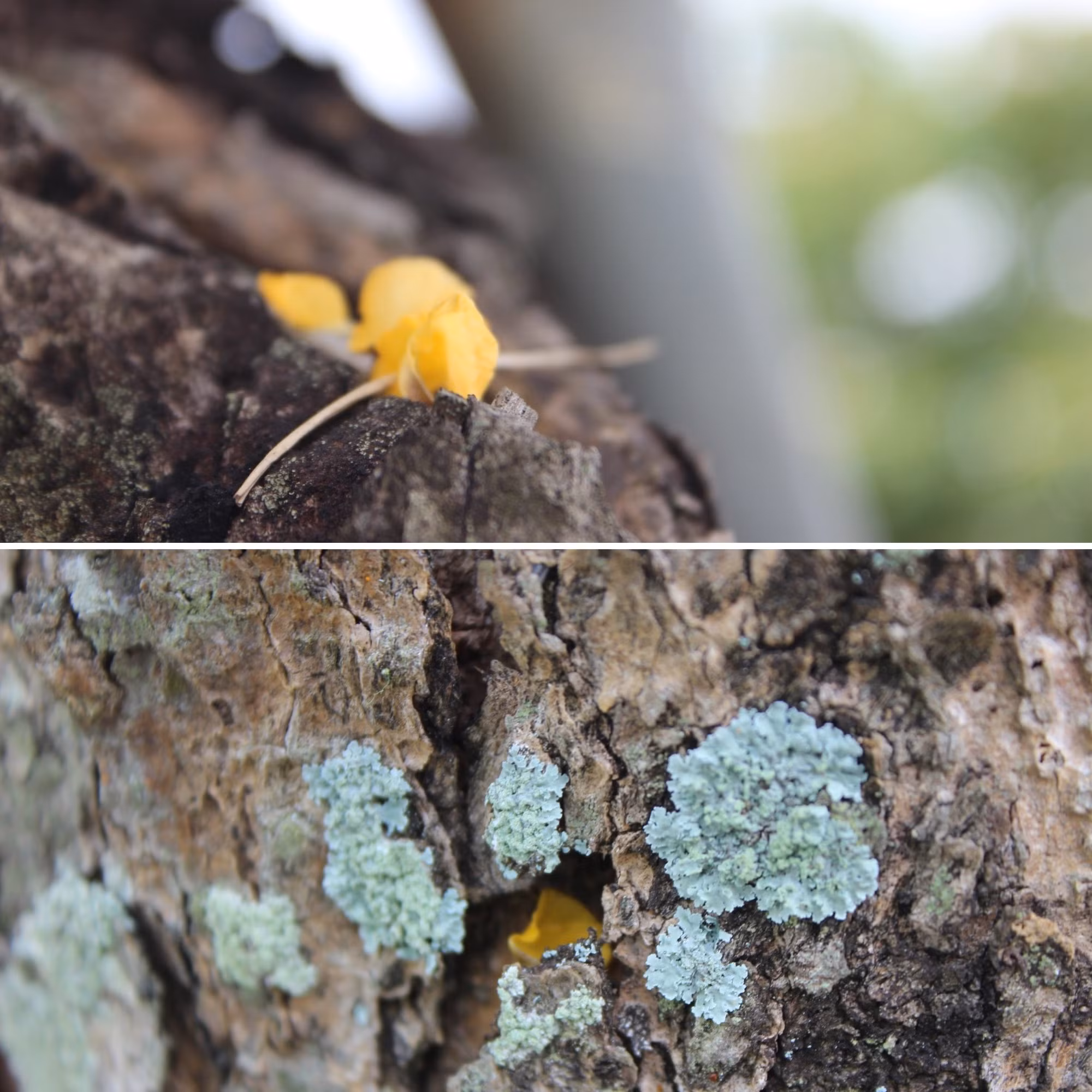 Bên ngoài thân có lớp vỏ màu nâu đen sẫm, vỏ không nhẵn, bề ngoài là các nét kẻ dọc.