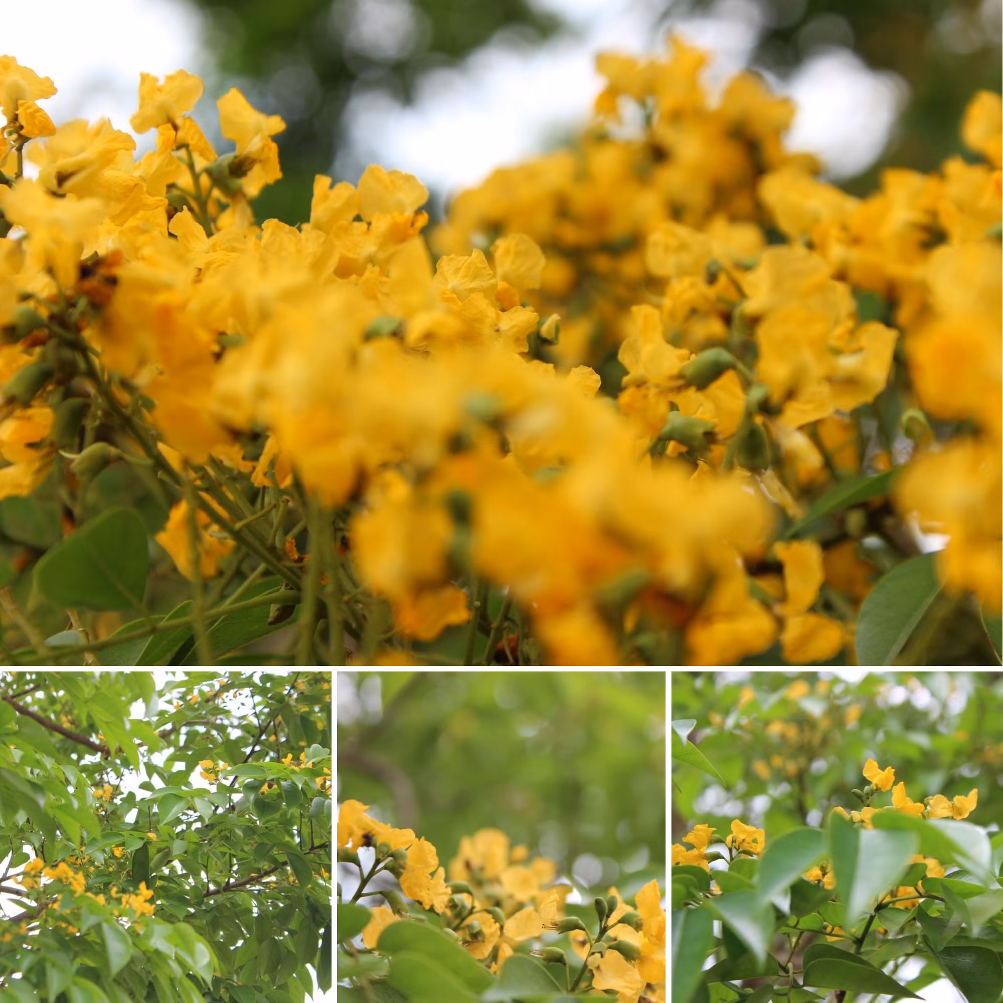 Giáng hương có tên khoa học là Pterocarpus macrocarpus Kurz, thuộc họ thực vật Fabaceae - Đậu.