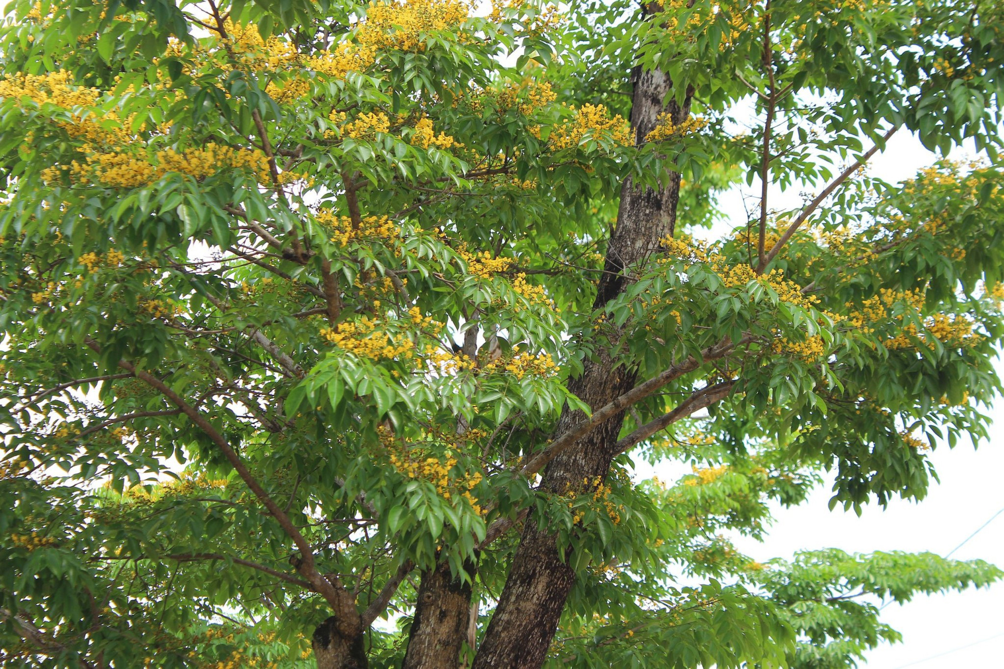 Giáng hương là loài cây thân gỗ, cho bóng xanh mát, cây có dáng thanh thoát, được trồng khá nhiều trên các tuyến phố Hà Tĩnh.