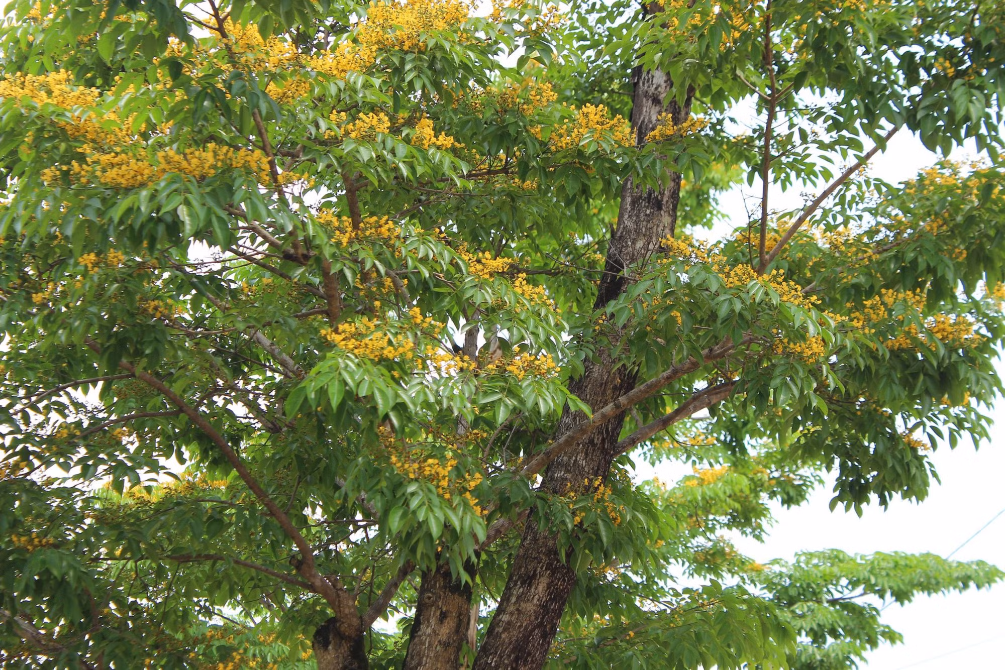 Giáng hương là loài cây thân gỗ, cho bóng xanh mát, cây có dáng thanh thoát, được trồng khá nhiều trên các tuyến phố Hà Tĩnh.