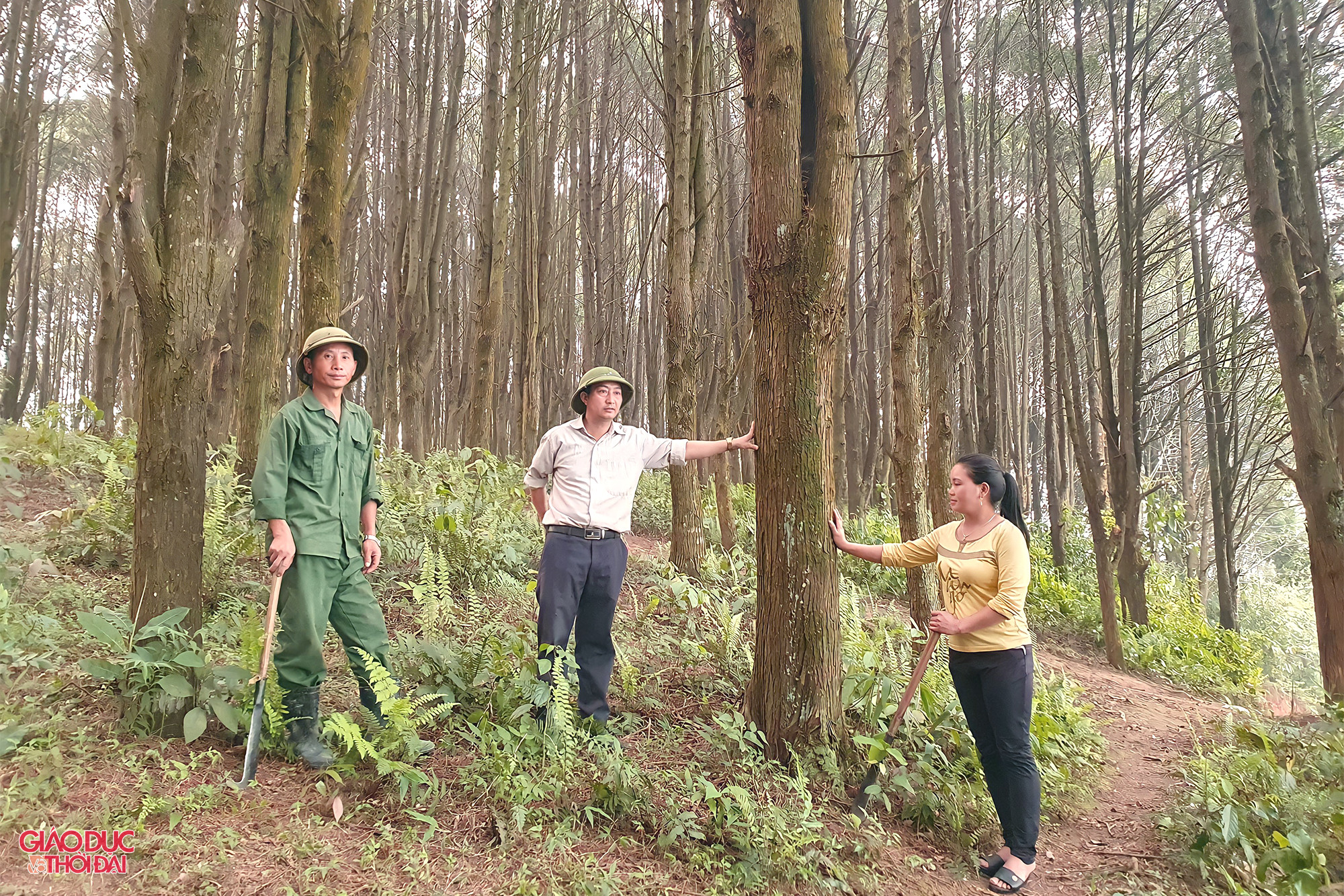 Cánh rừng pơ mu và sa mu hàng chục năm tuổi ở xã Tây Sơn, huyện Kỳ Sơn.